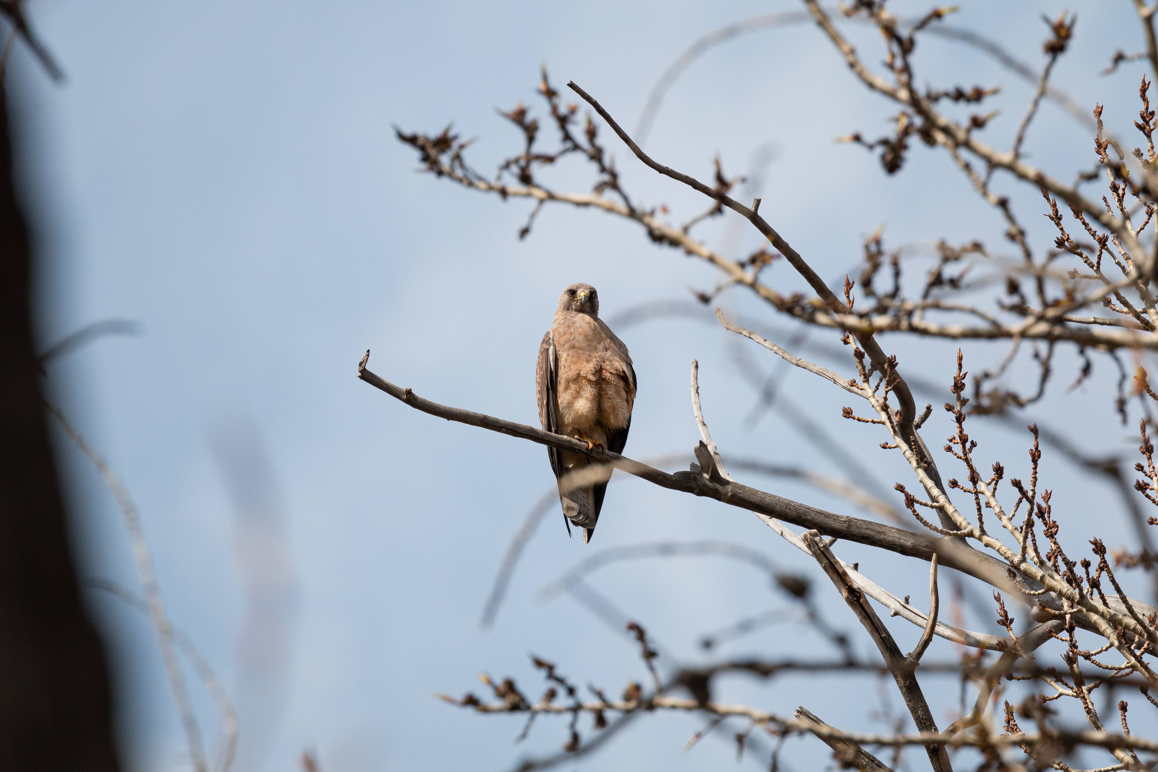 swaisons-hawk-4-2022-05-02- MG 3065-43