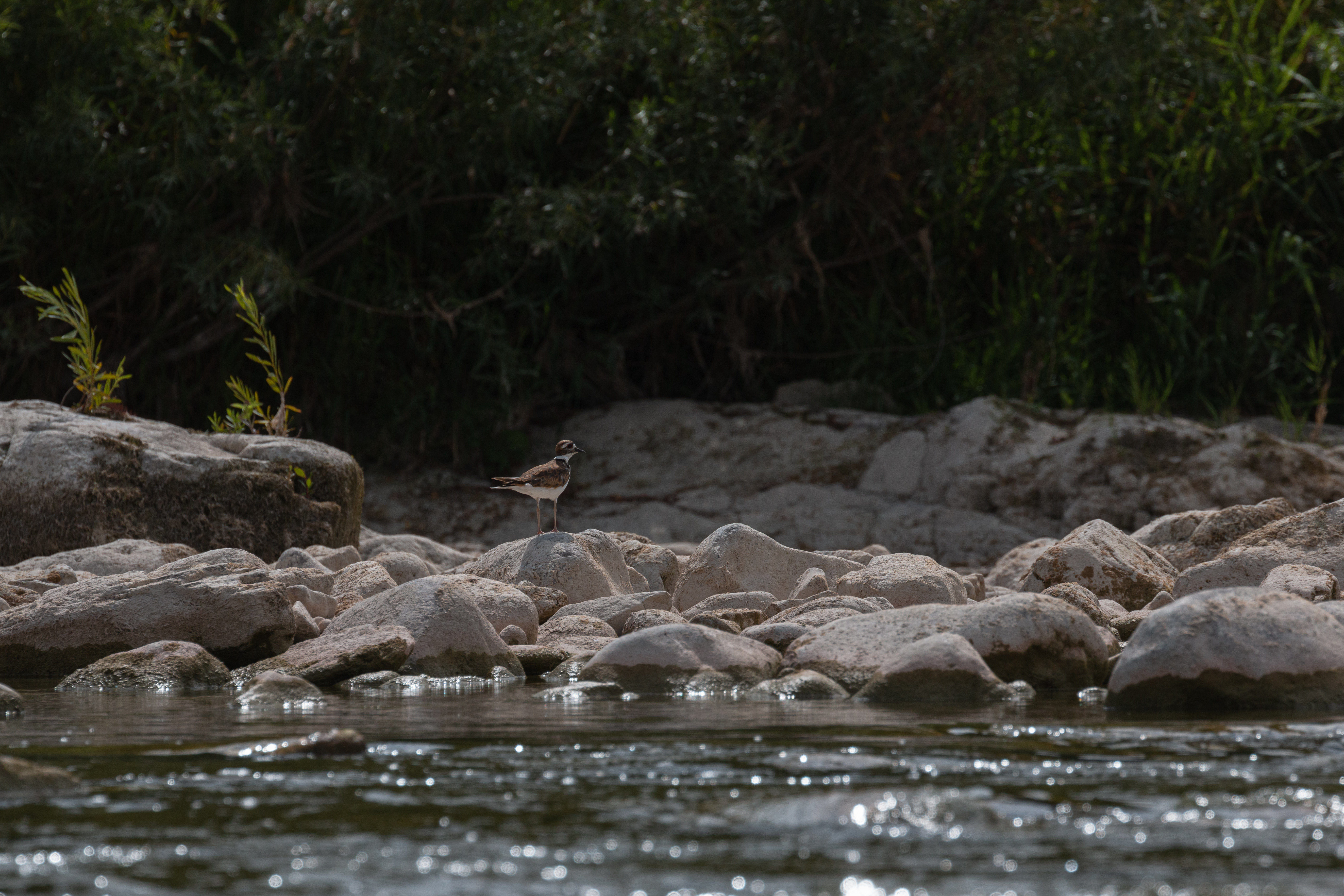 killdeer-3-2020-08-01- MG 0683-134