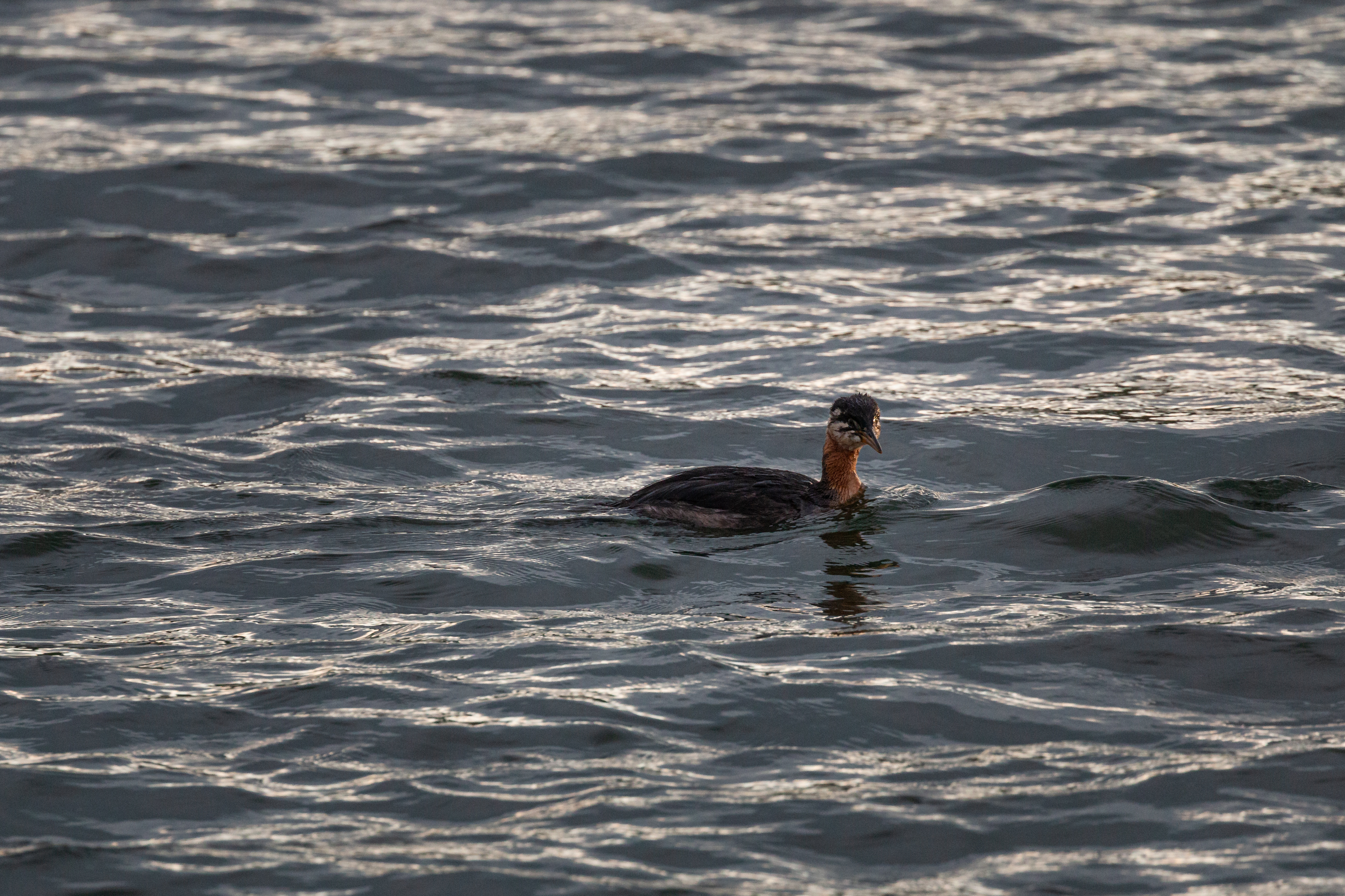 grebe 2021-09-04- MG 9814-55