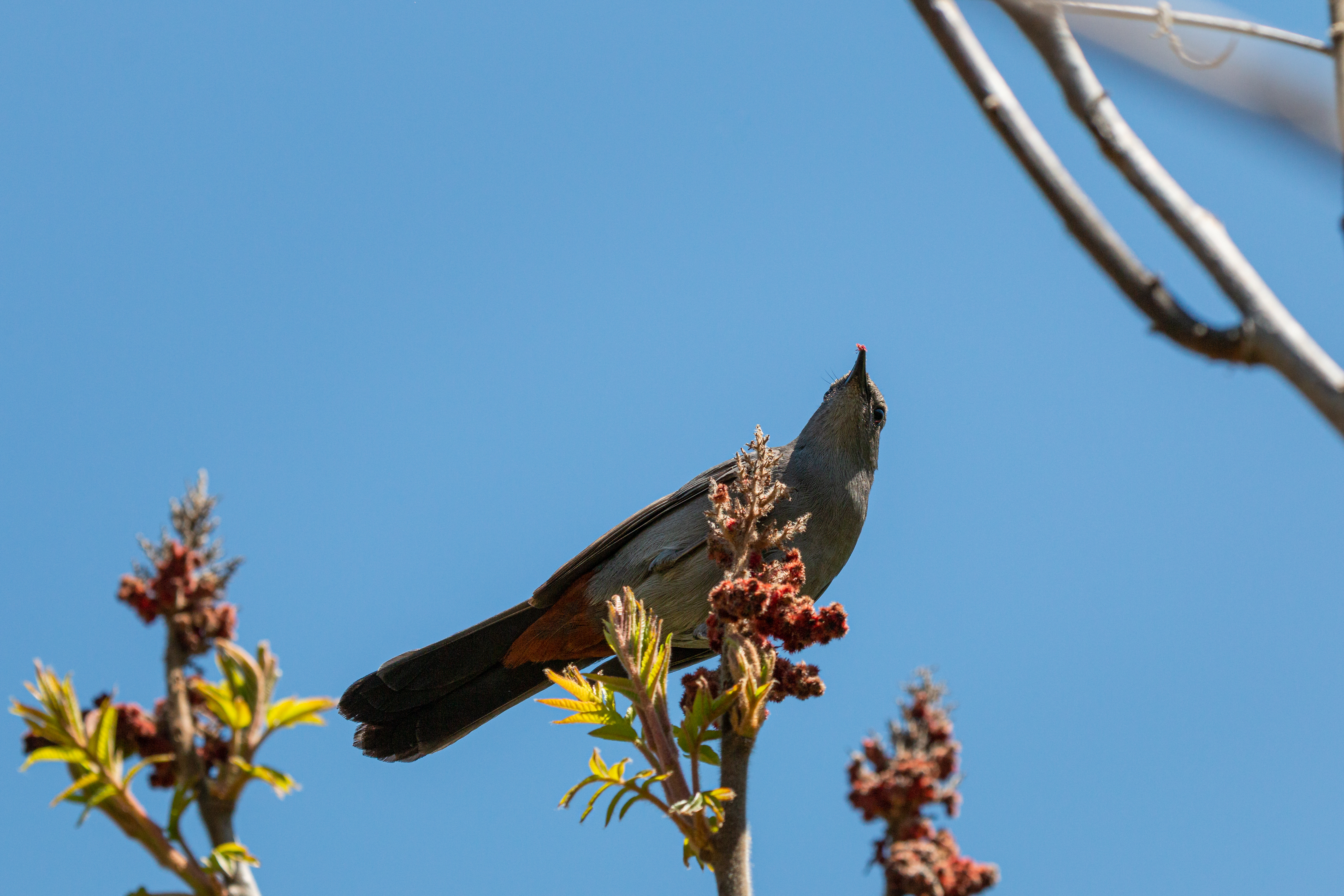 catbird-2021-05-13- MG 5126-18