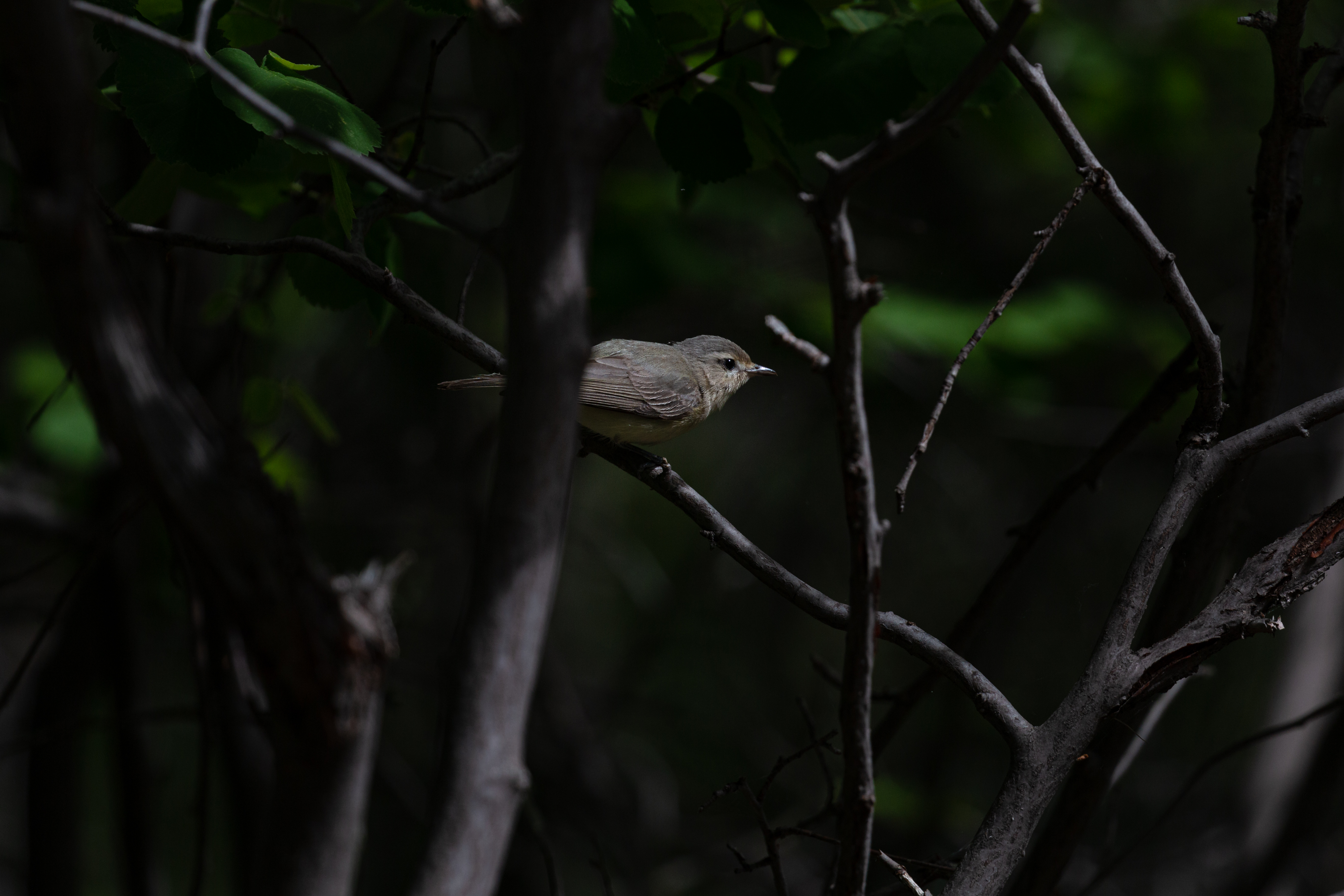vireo 2022-06-11- MG 3990-15