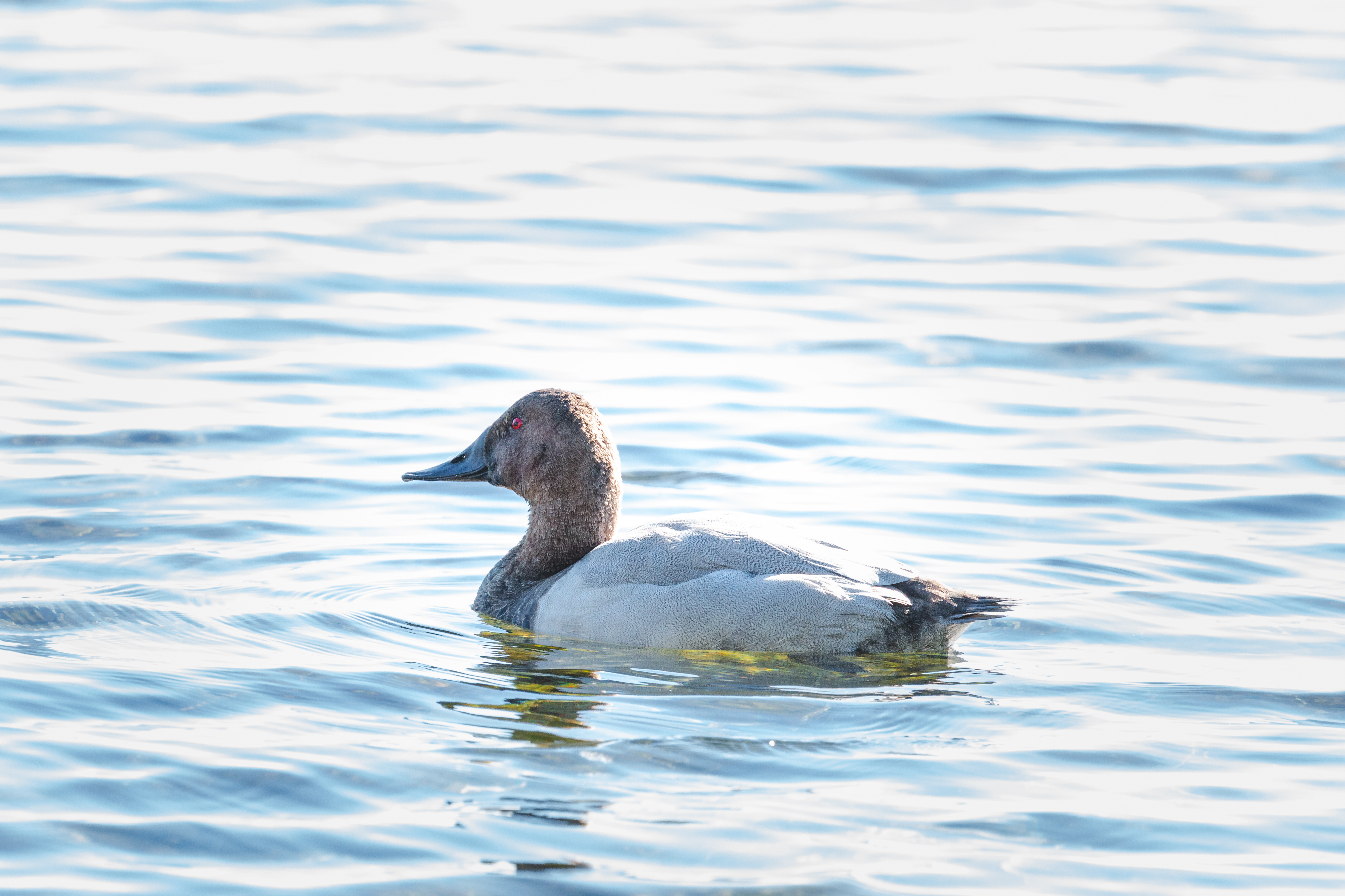 canvas-back-2020-08-30- MG 2125-111