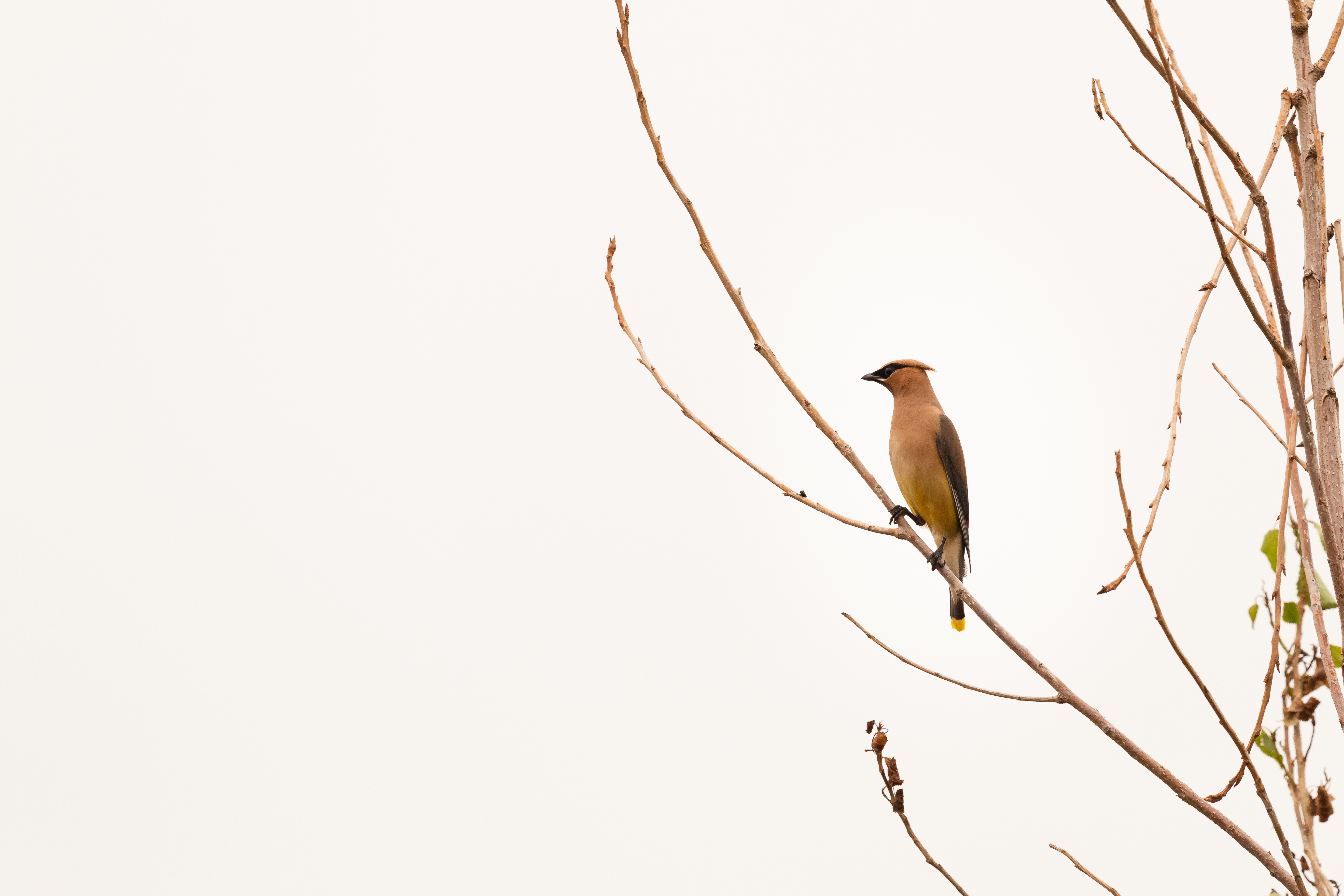 waxwing 2021-08-15- MG 7961-97