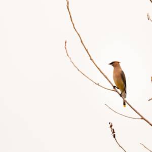waxwing 2021-08-15- MG 7961-97