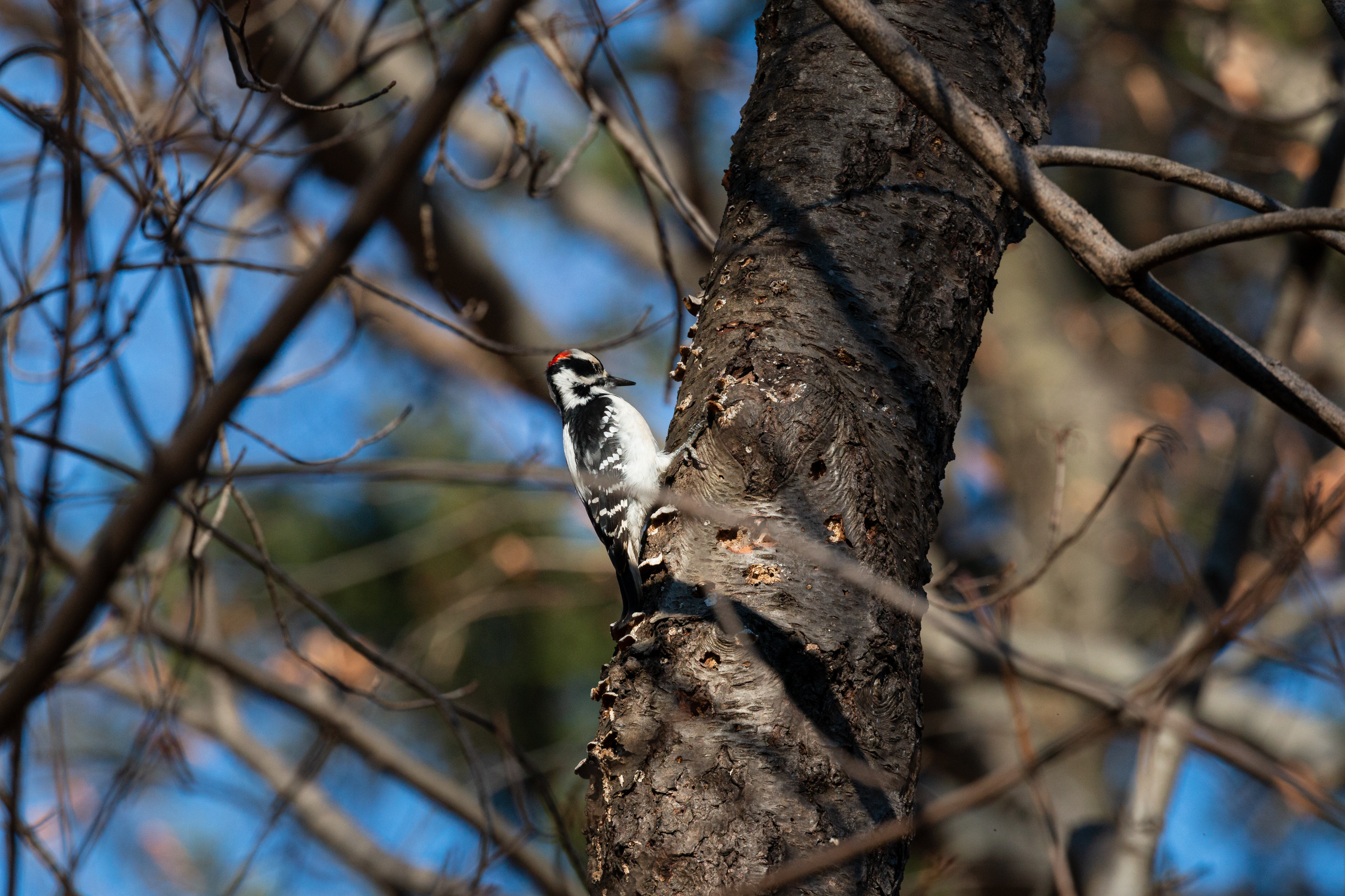 hairy-2020-11-28- MG 4096-34