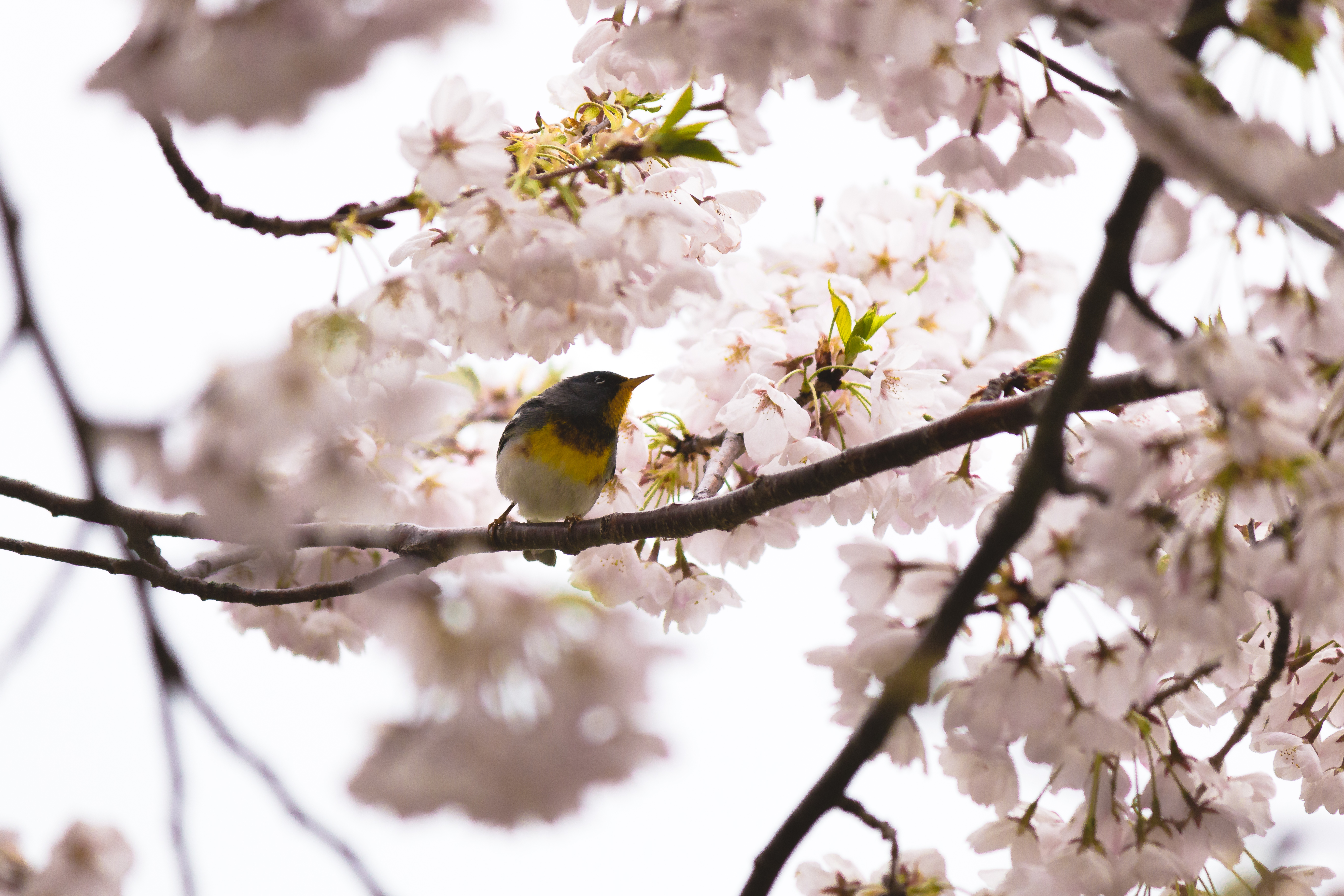 Northern-parula-20190515- MG 0263-30
