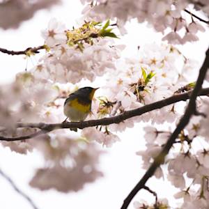 Northern-parula-20190515- MG 0263-30
