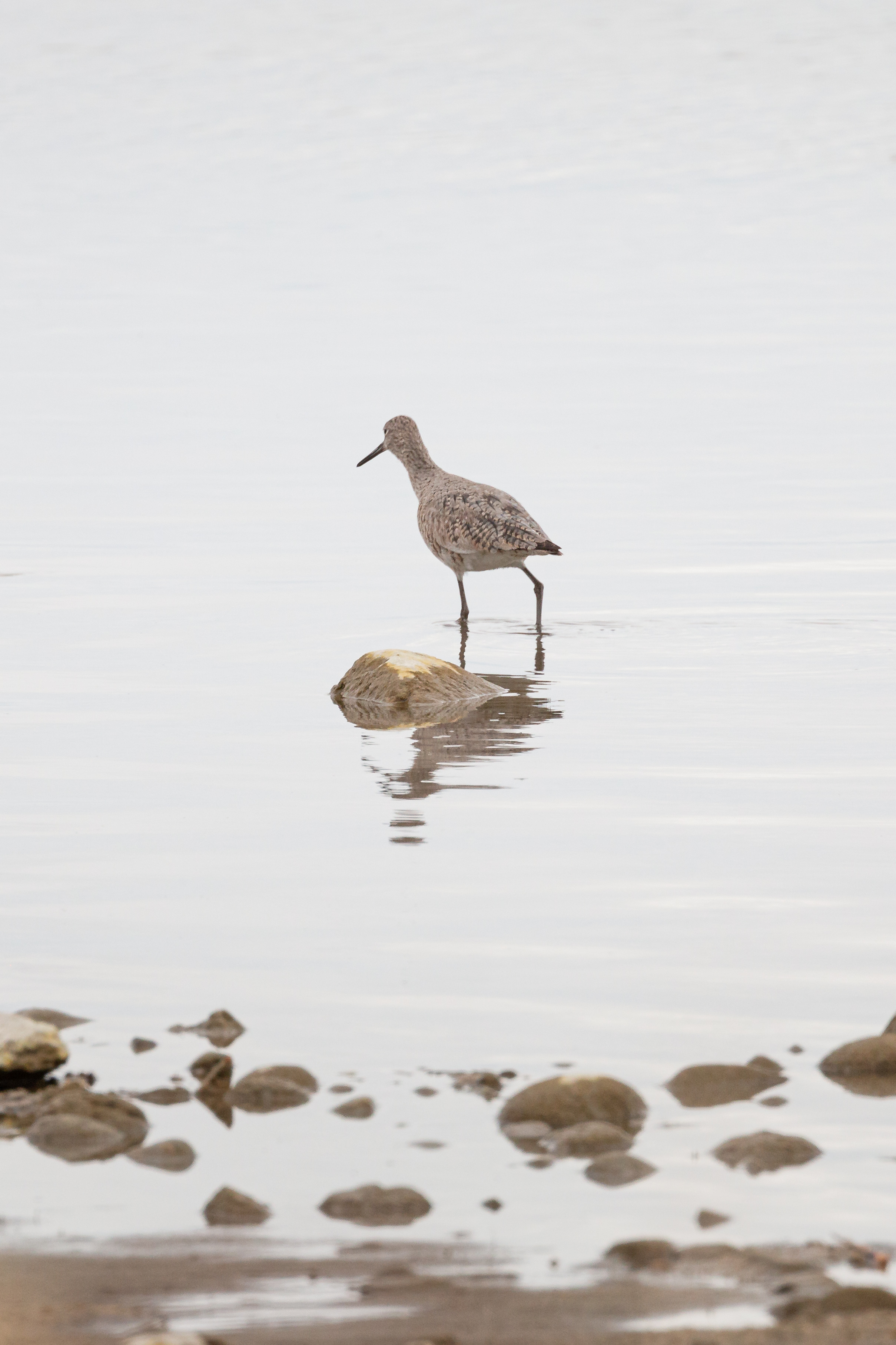 willet-2-2022-05-07- MG 3399-2