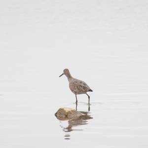 willet-2-2022-05-07- MG 3399-2