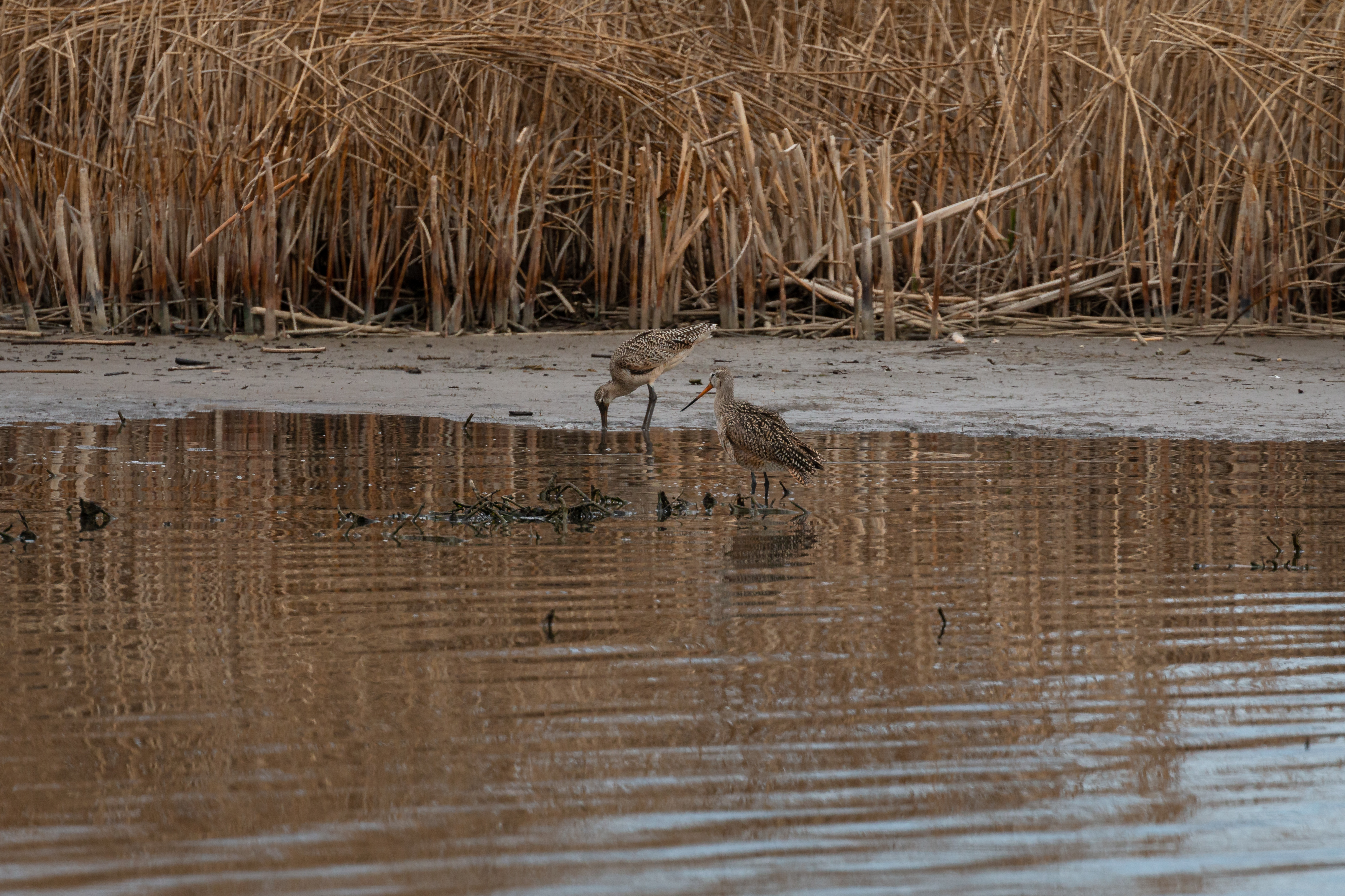 marbled-godwit-3-2022-05-07- MG 3348-3