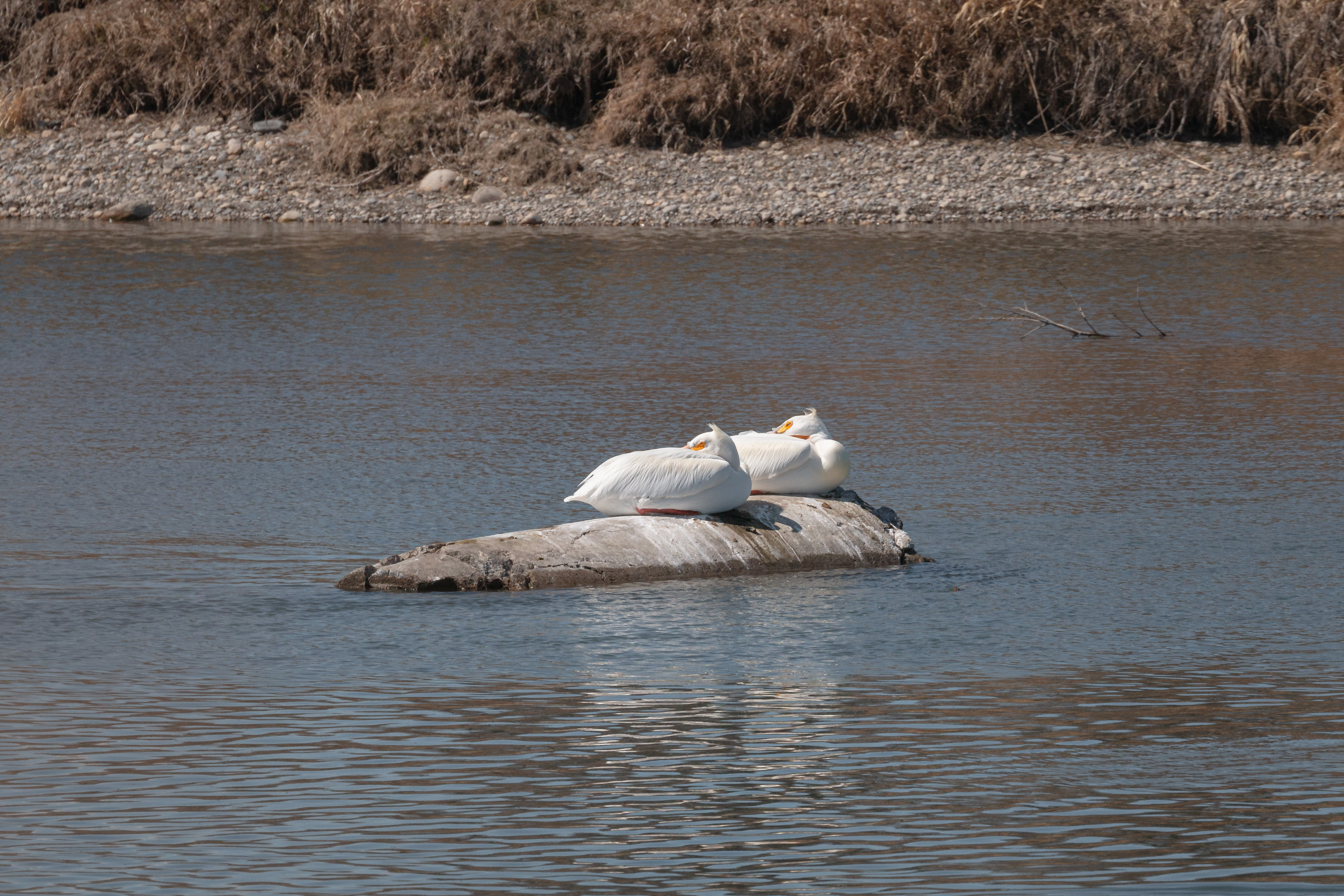 pelicans-2-2022-04-23