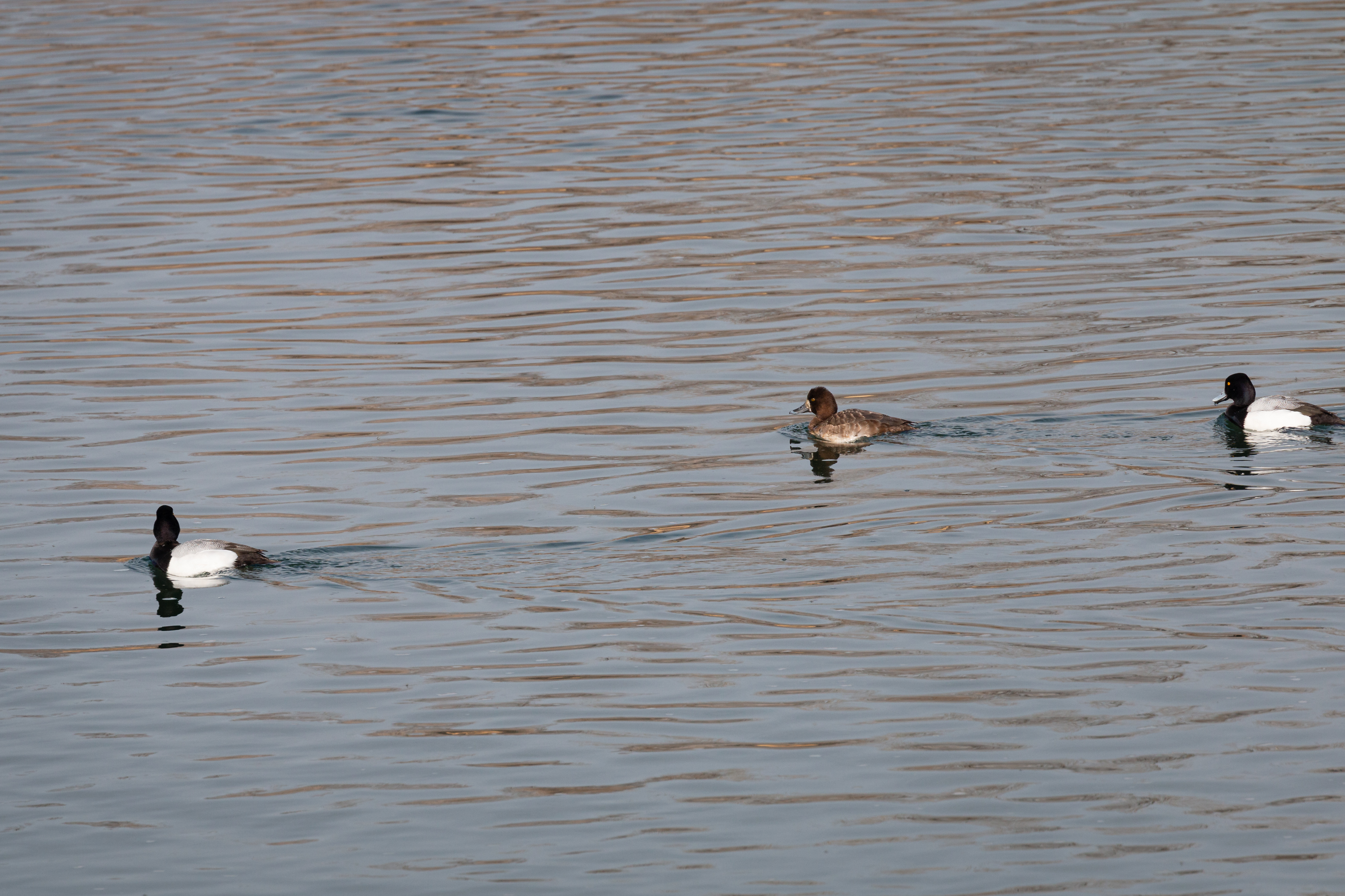 lesser-scaup-2022-03-26- MG 1881-79
