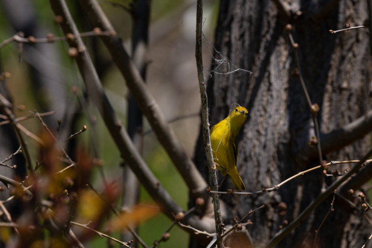 yellow-warbler-2021-05-12- MG 5096-11