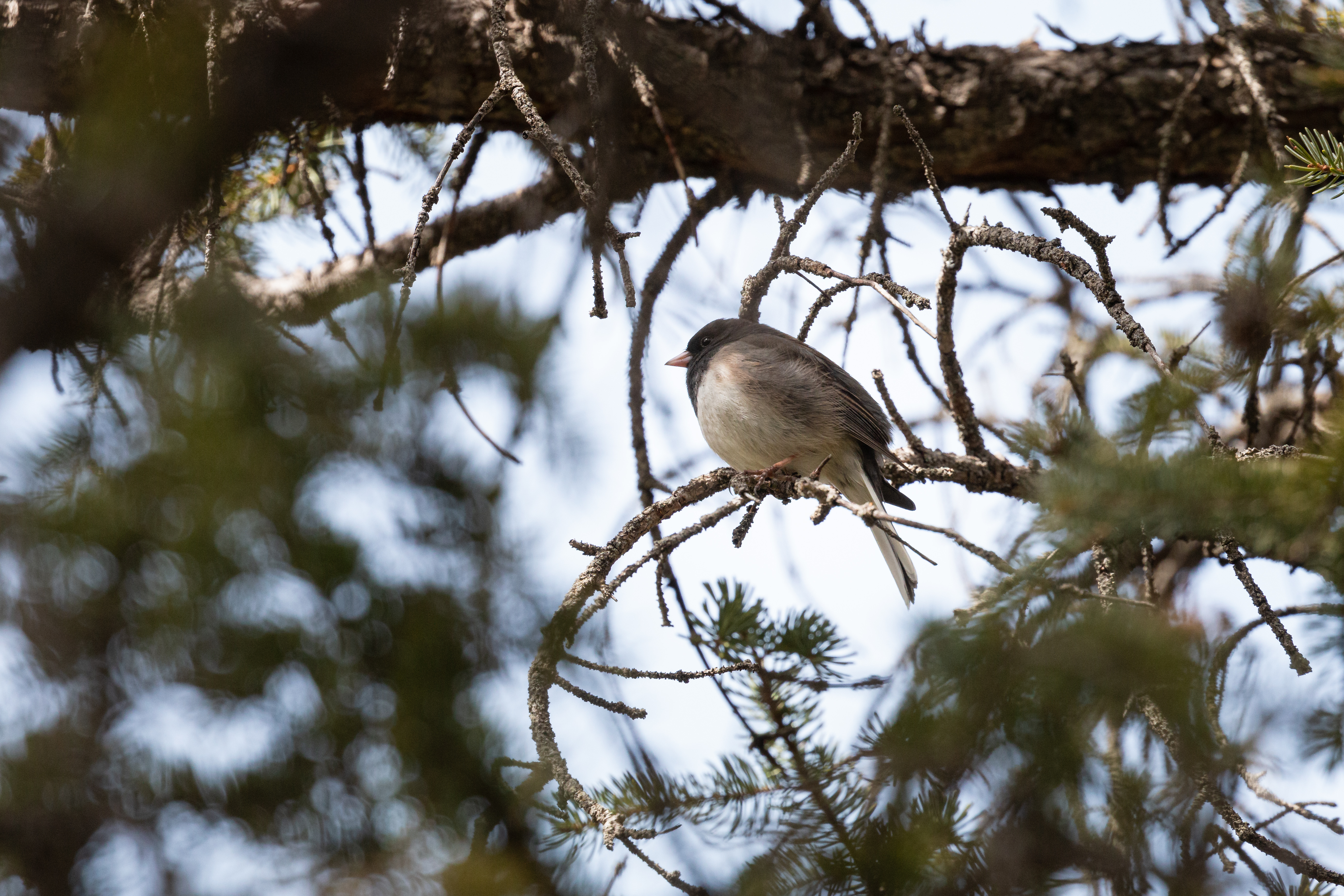 junco-2022-04-03- MG 2122-7