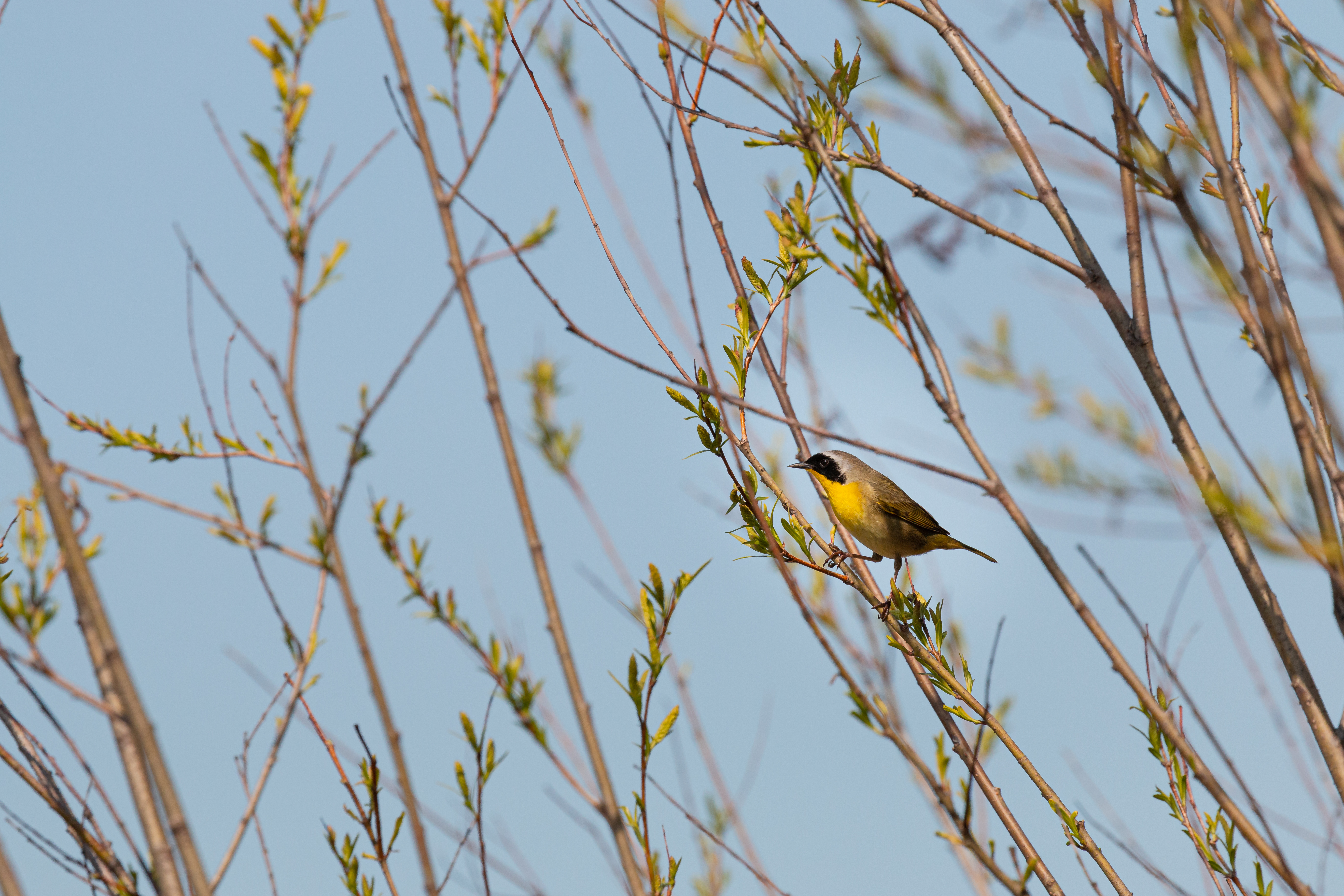 Common-yellowthroat-2021-05-15- MG 5787-34