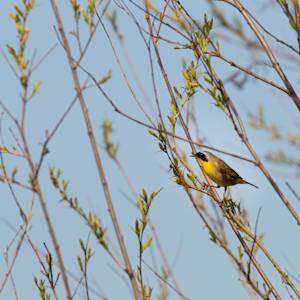 Common-yellowthroat-2021-05-15- MG 5787-34