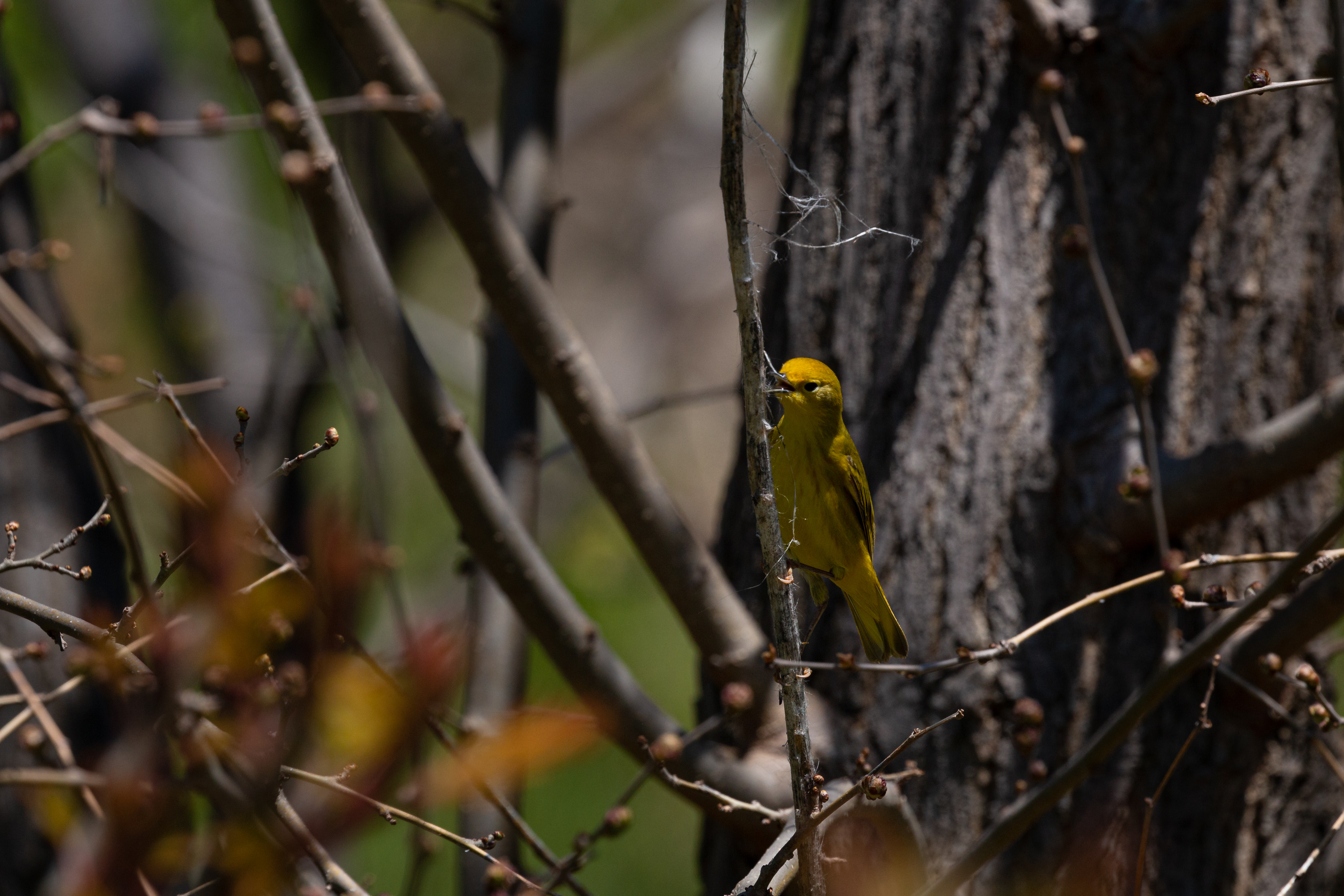 yellow-warbler-2021-05-12- MG 5095-10
