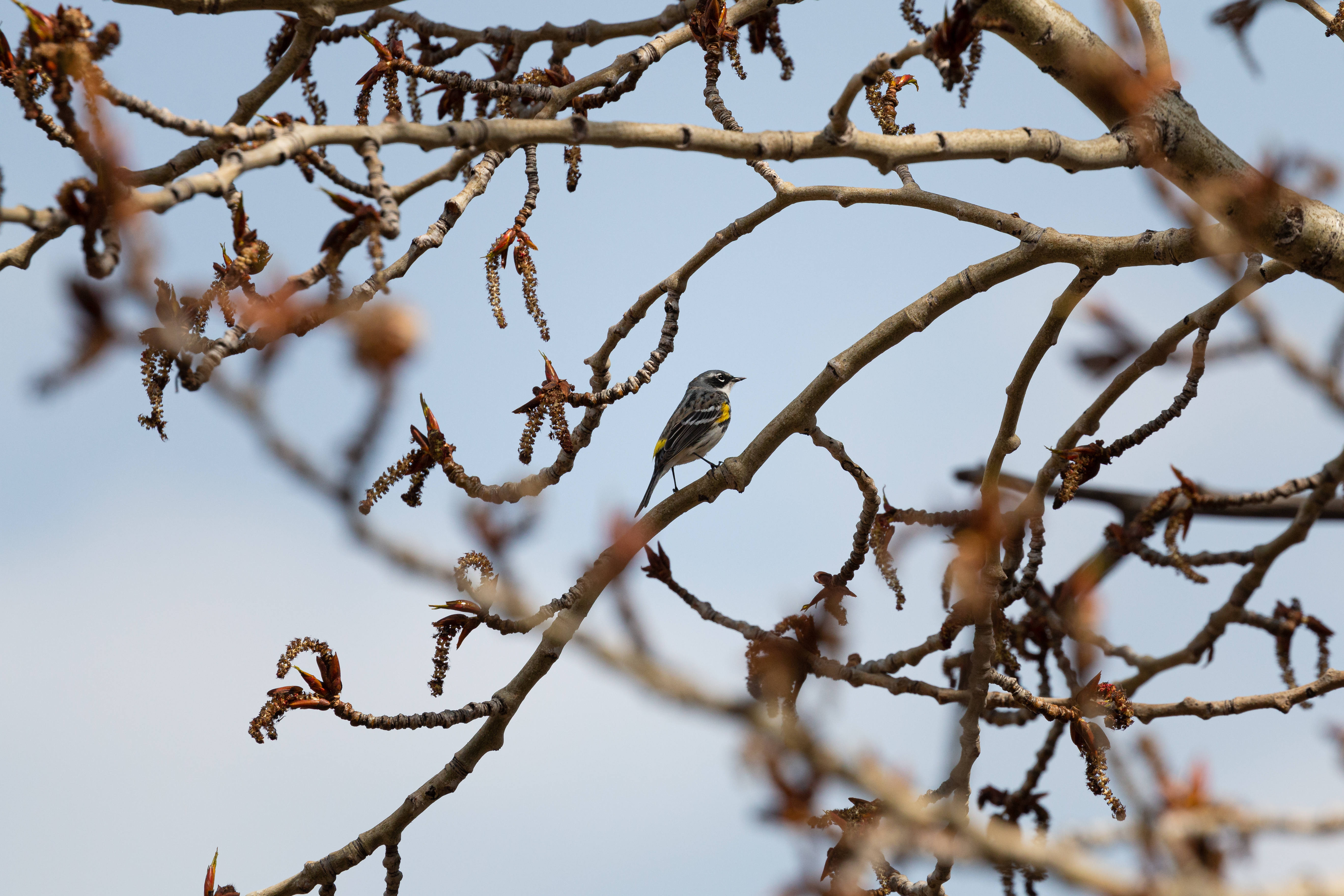 yellow-rumped-2022-05-02- MG 3085-31