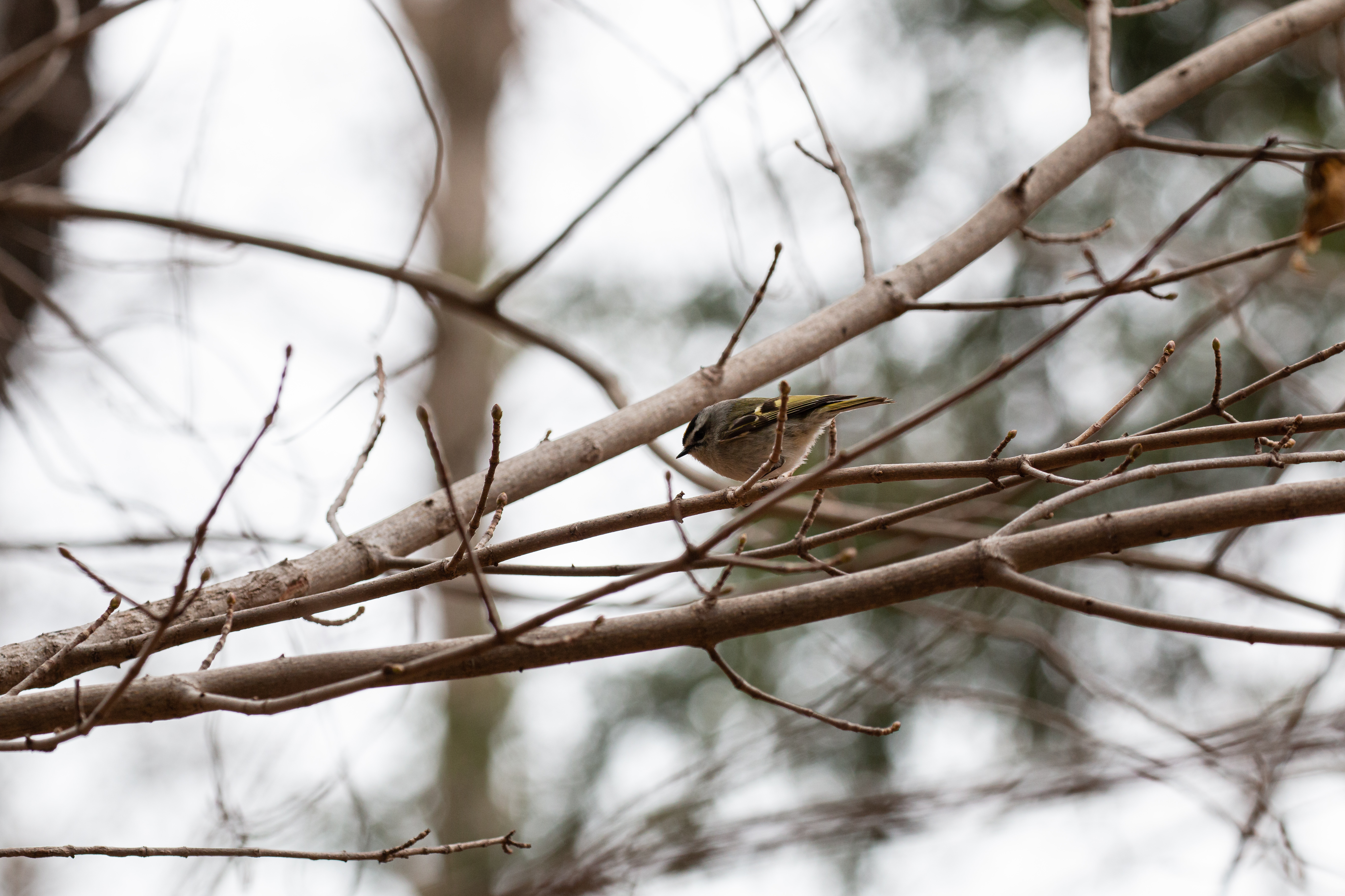 kinglet-2021-03-27- MG 4700-7