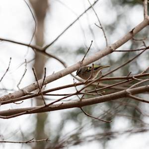 kinglet-2021-03-27- MG 4700-7