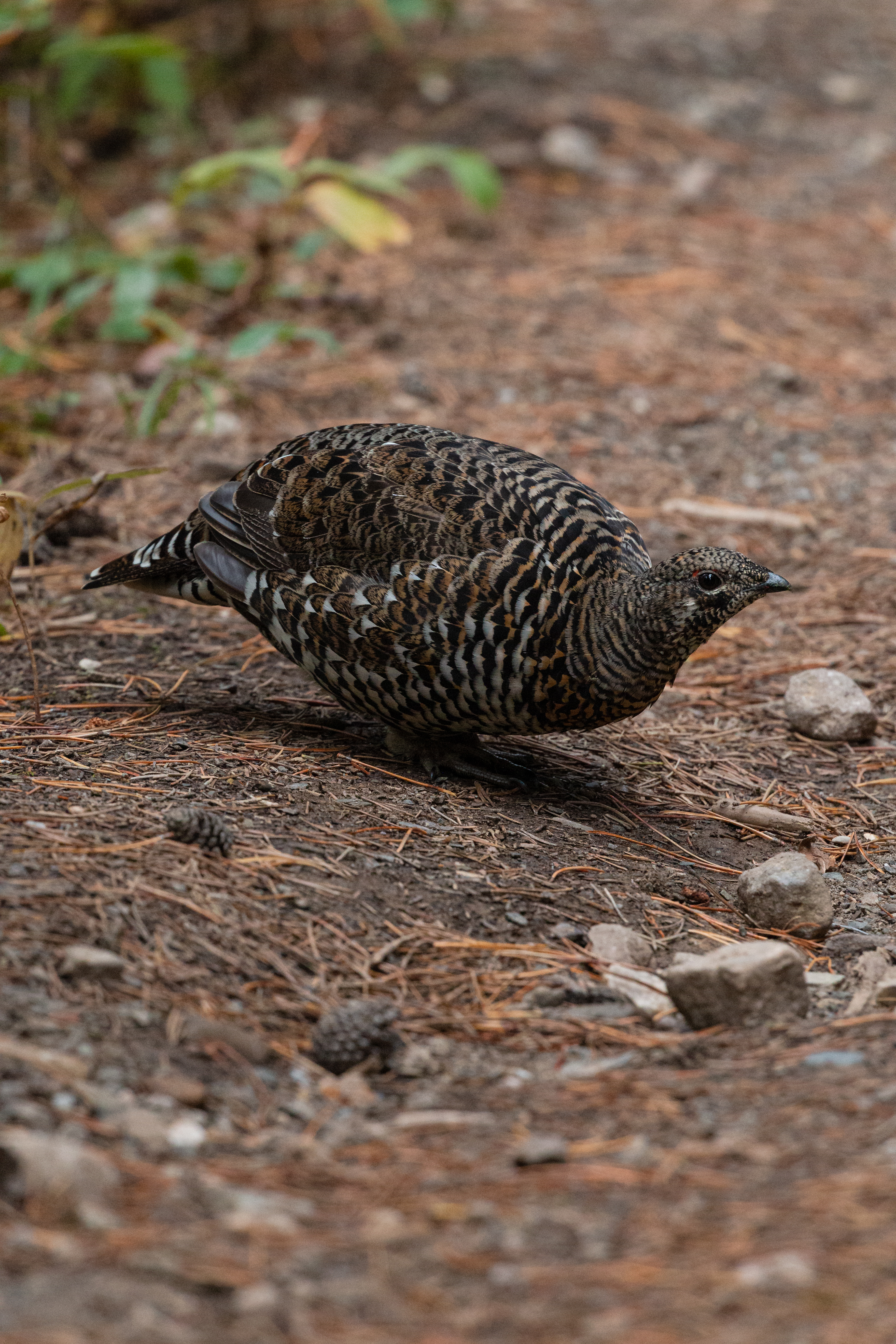 spruce grouse 2022-09-24- MG 6394-49