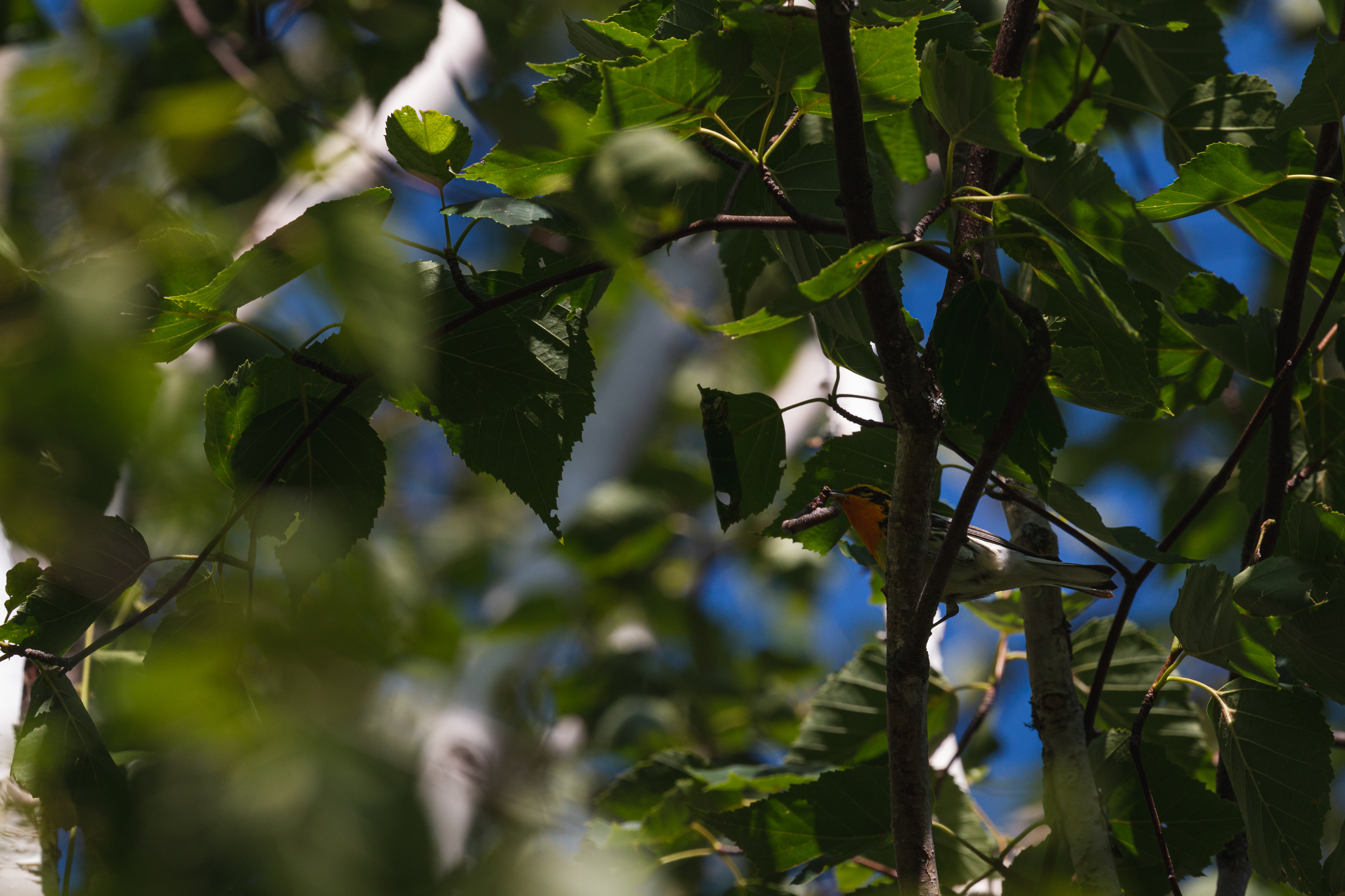 blackburnian-warbler-2021-07-07- MG 6971-57