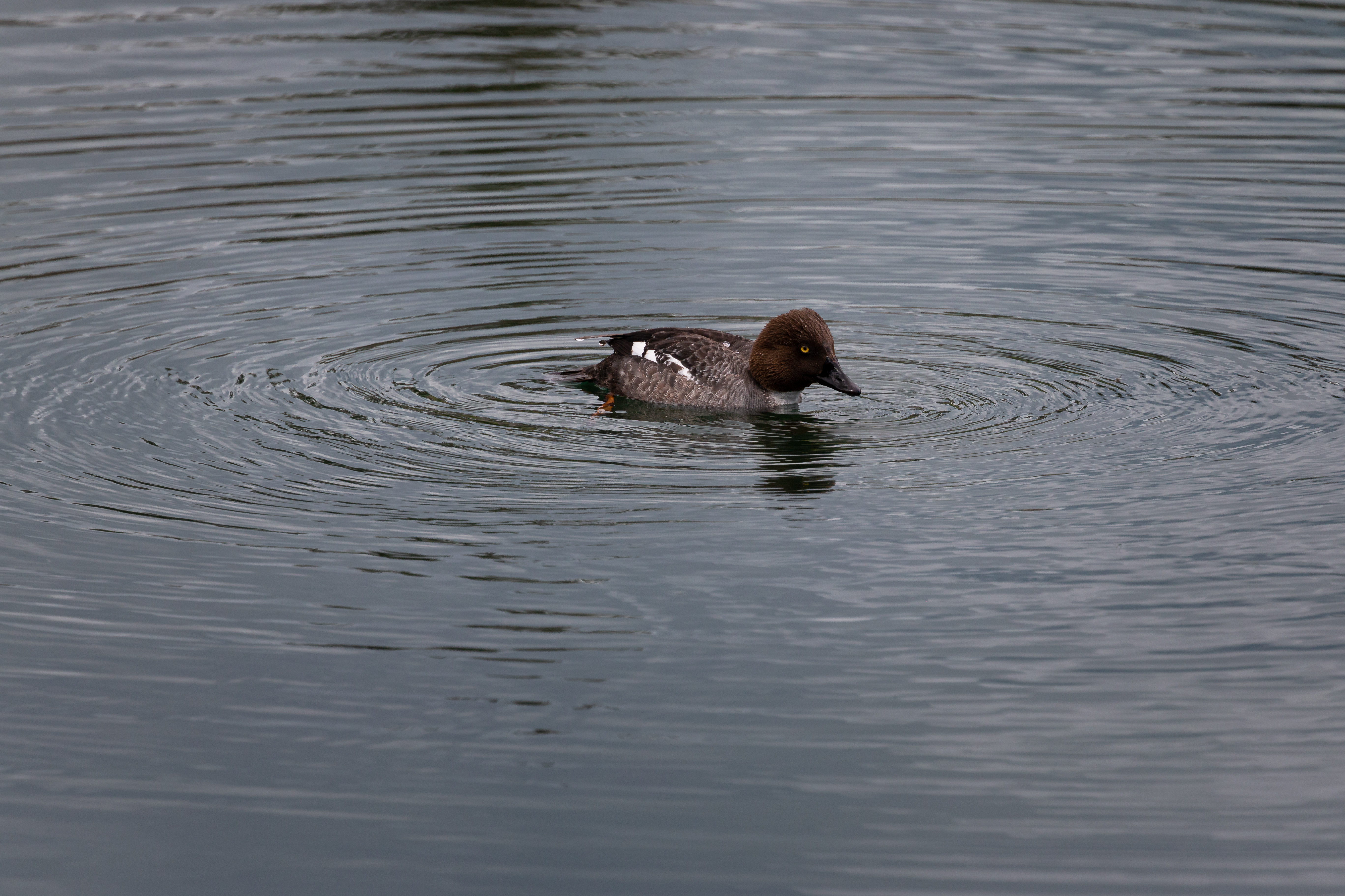 common-goldeneye-2022-06-11- MG 4008-19