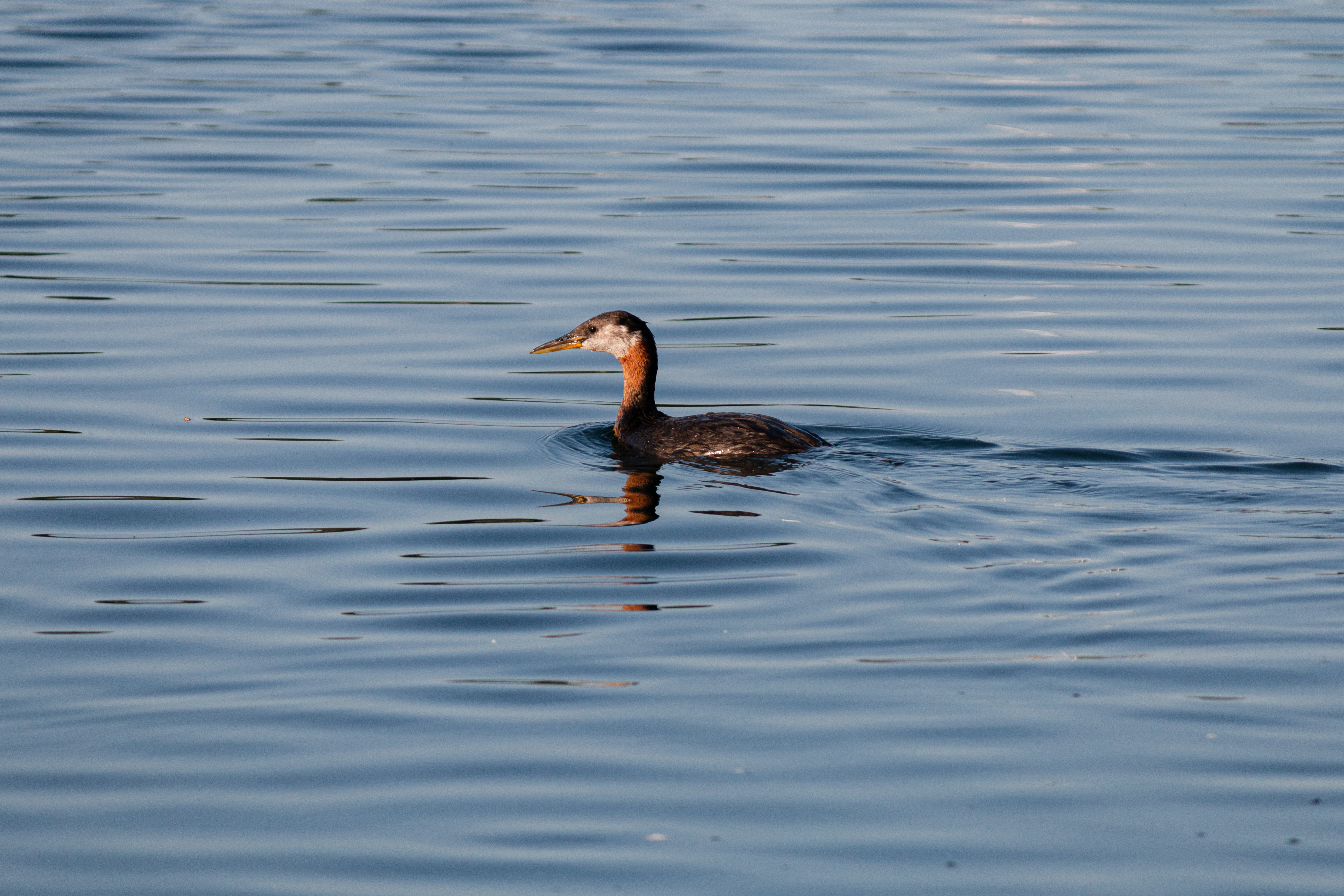 grebe 2020-07-18- MG 0133-60