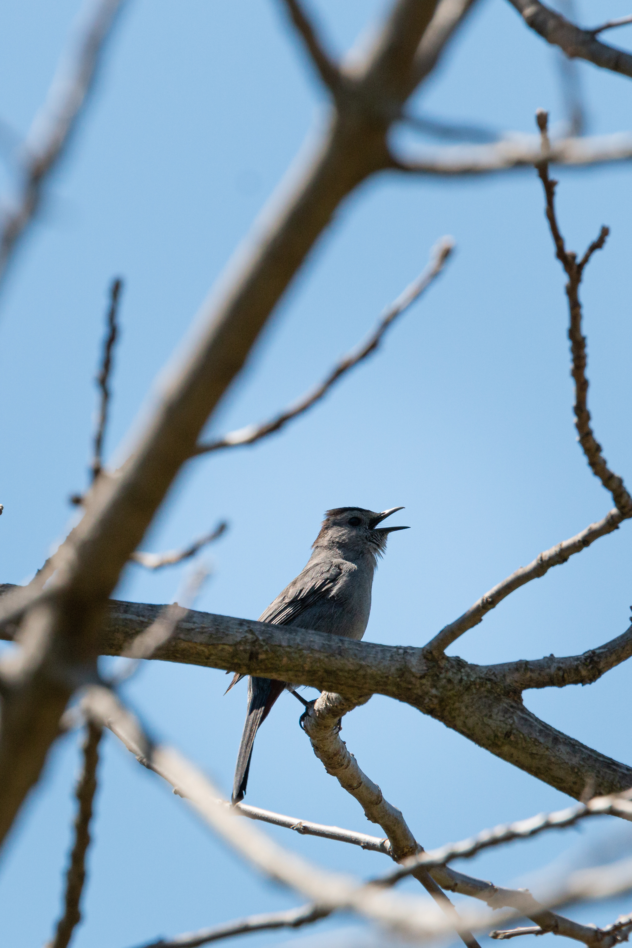 catbird-2021-05-13- MG 5159-2