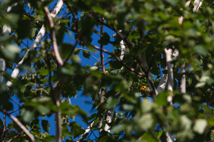 blackburnian-warbler-2021-07-07- MG 6948-47