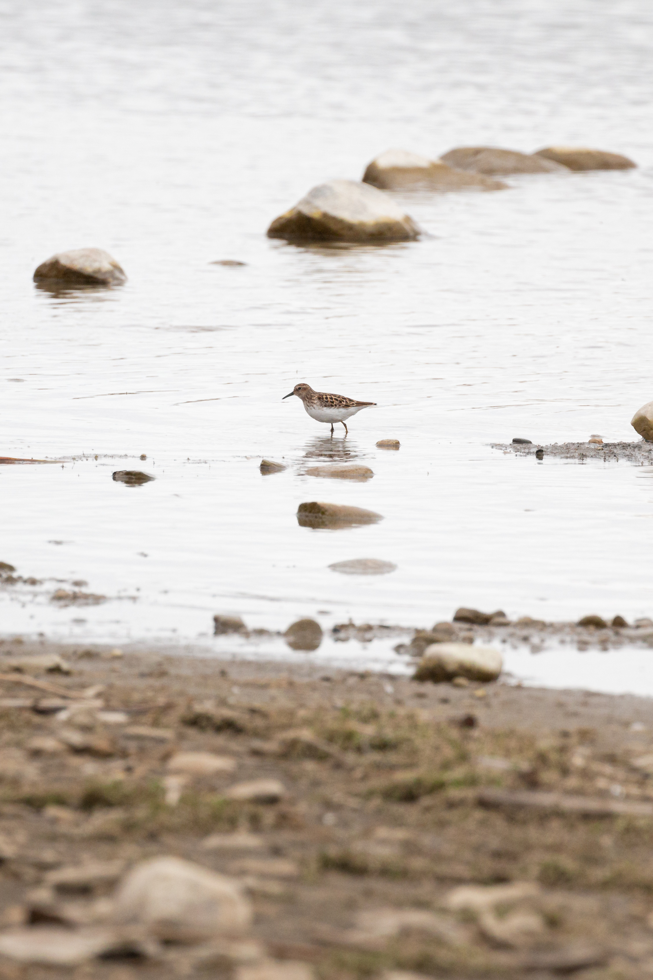 Semipalmated-sandpiper-2-2022-05-07- MG 3501-3