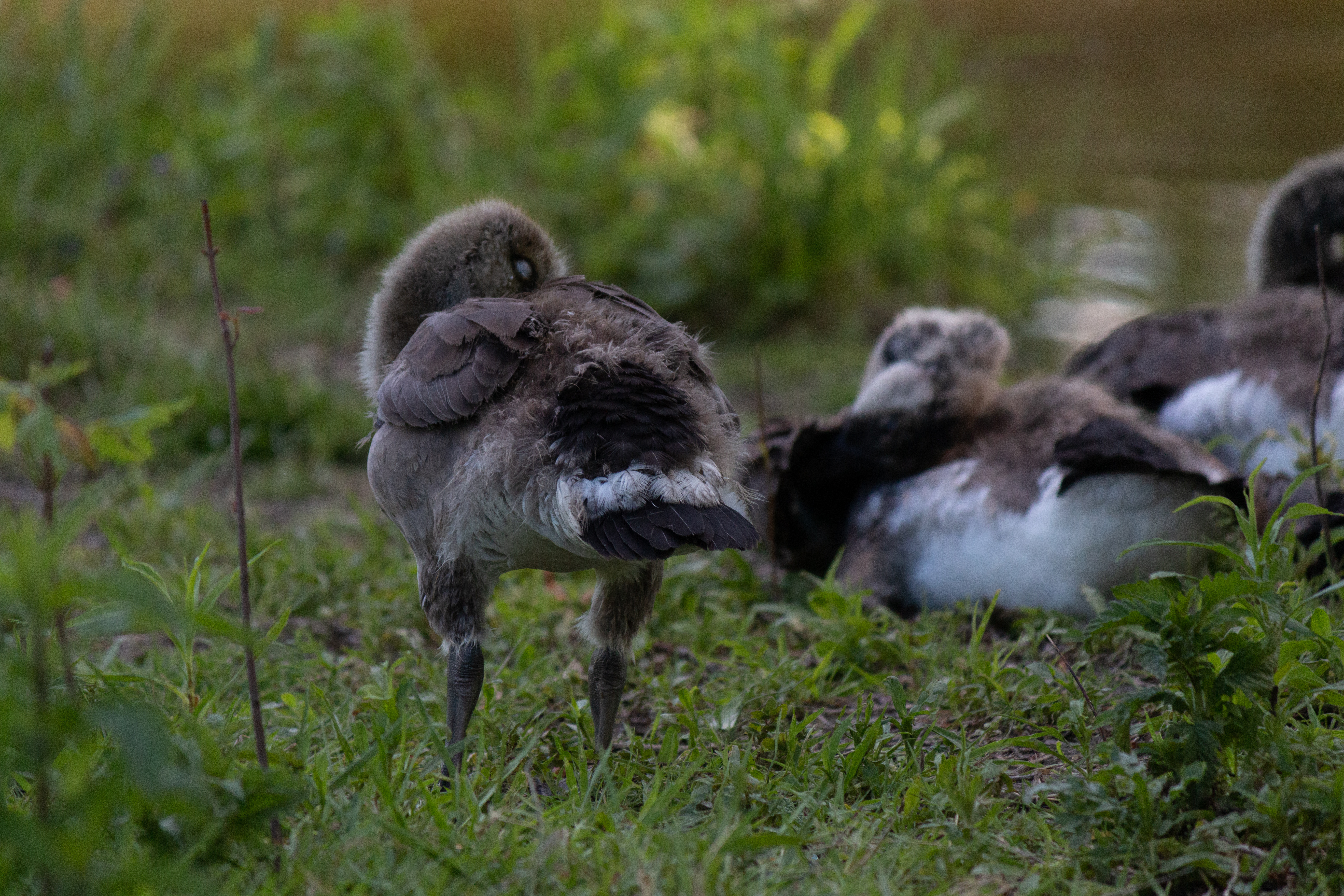 canada-goose-2020-06-13- MG 3888-129