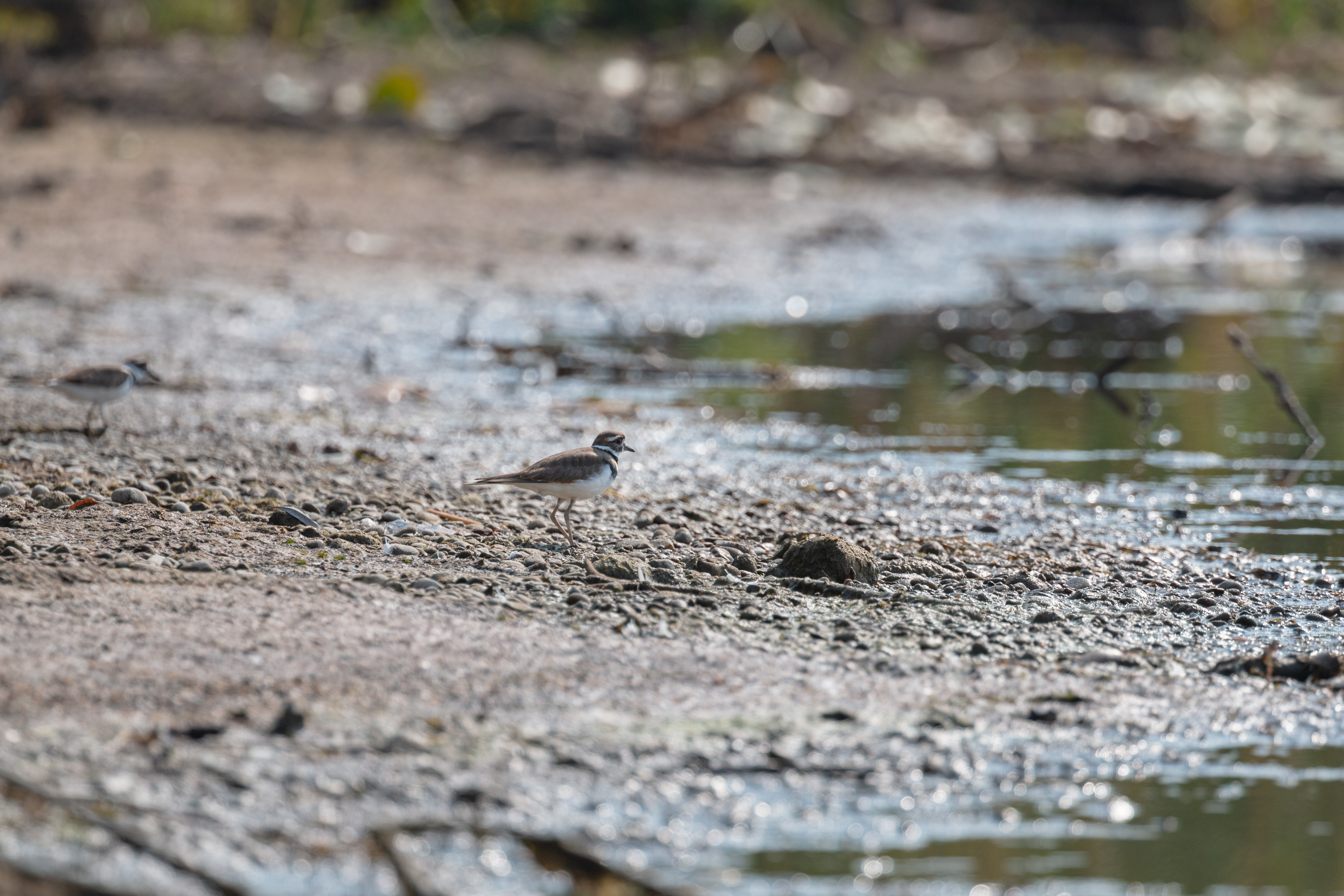 killdeer-2-2020-09-26- MG 2478-6