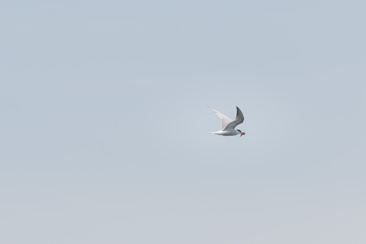 common-tern-2021-05-15- MG 5620-30
