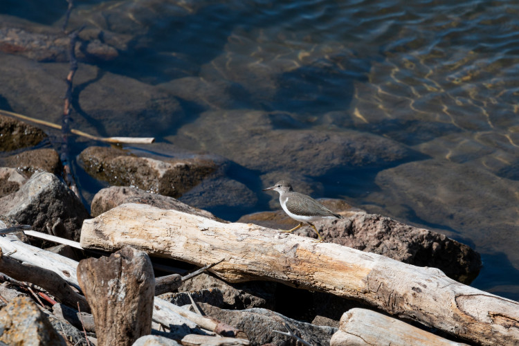 spotted-sandpiper-2-2022-08-28- MG 5372-25