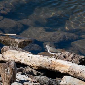 spotted-sandpiper-2-2022-08-28- MG 5372-25