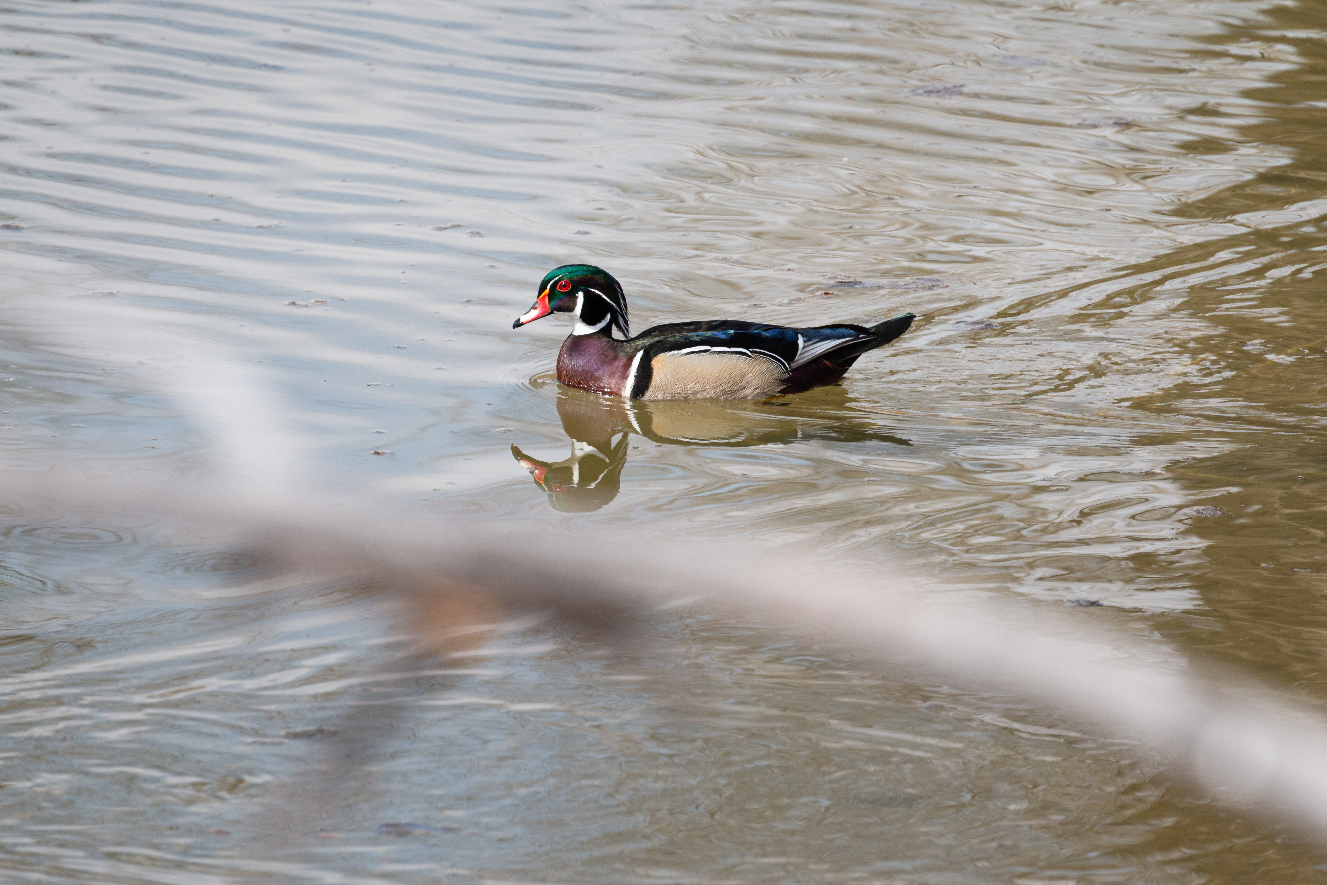 wood-duck-2022-05-02- MG 3002-10