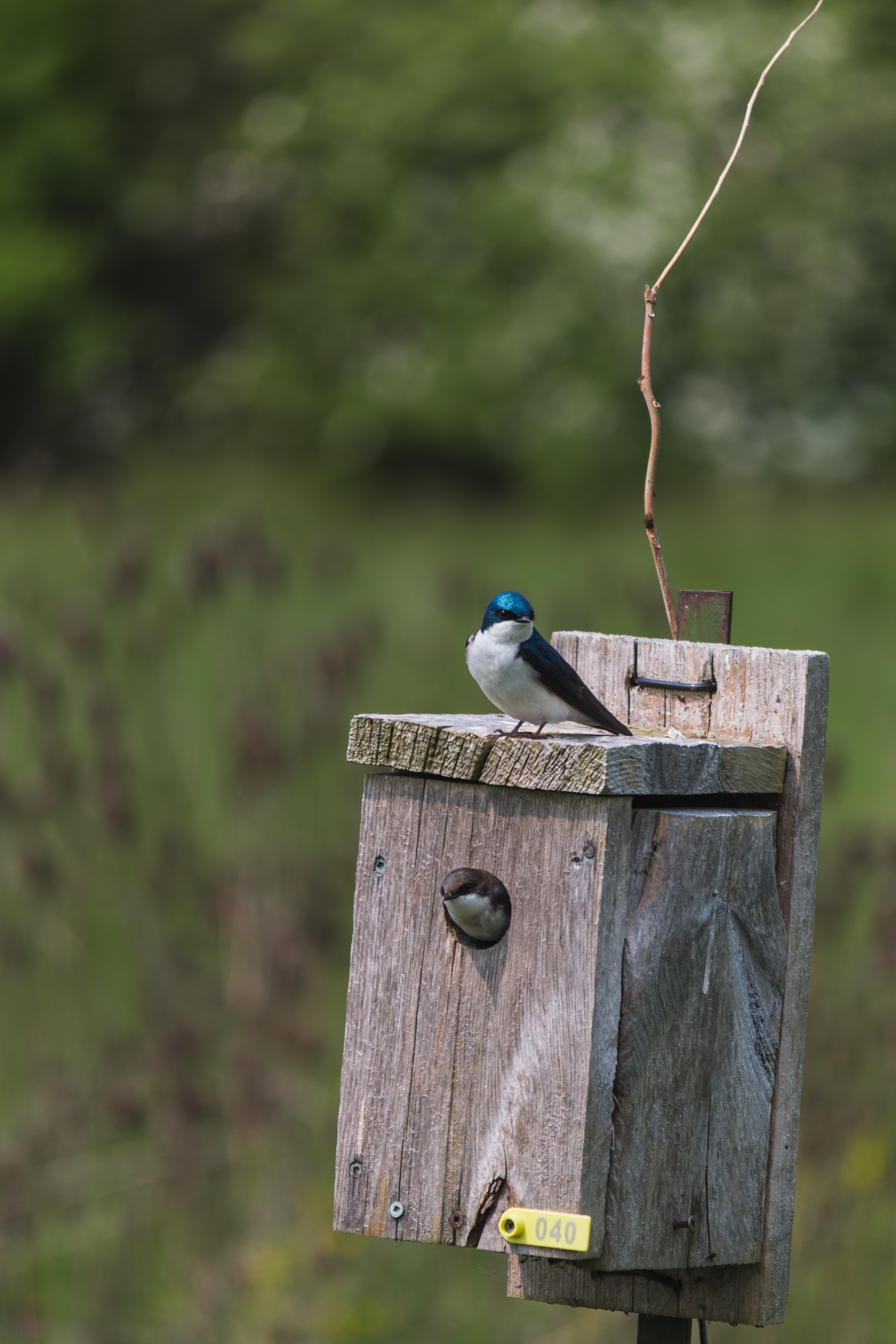 tree-swallow-20190531- MG 0654-104