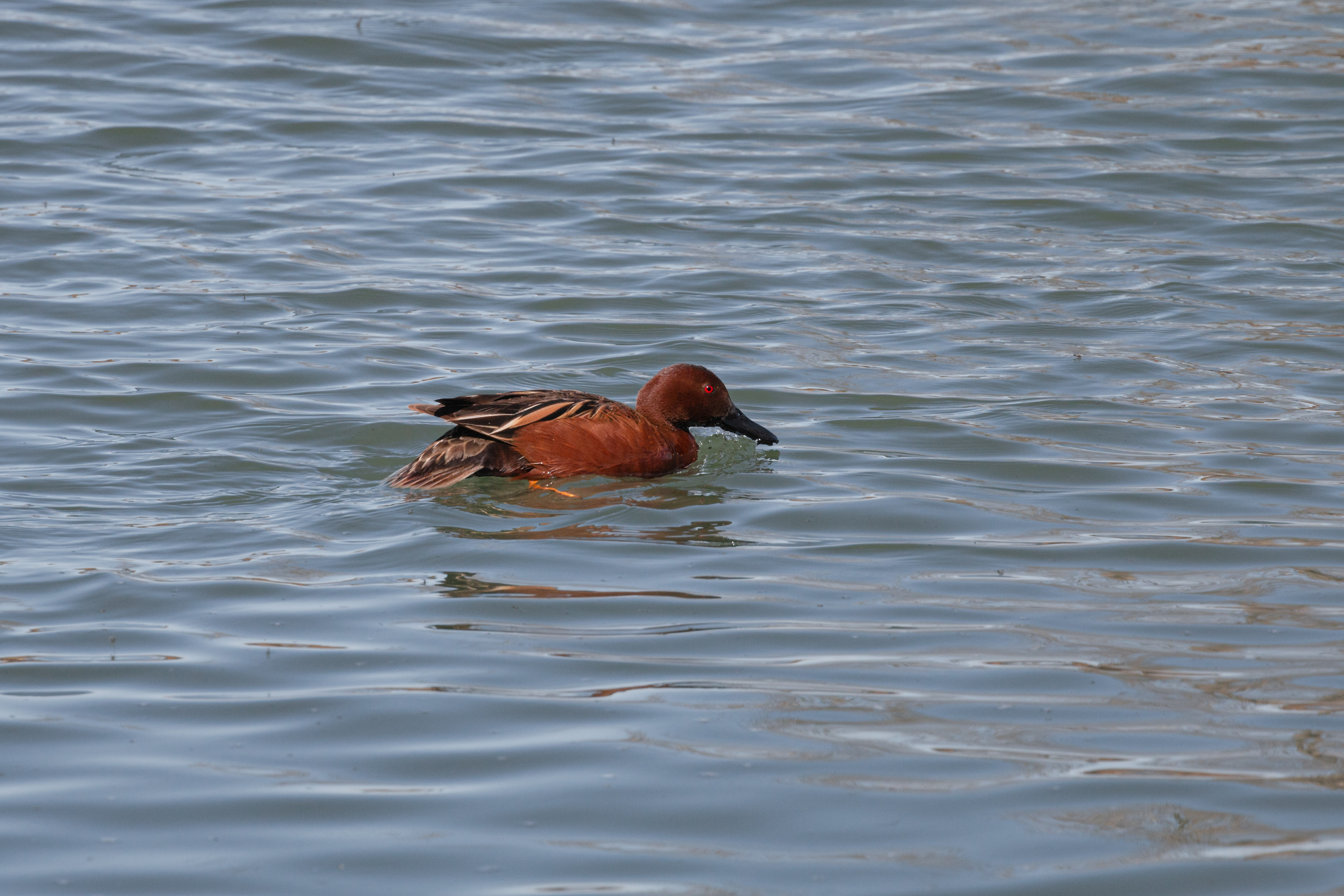 cinamon-teal-2022-04-23- MG 2764-9