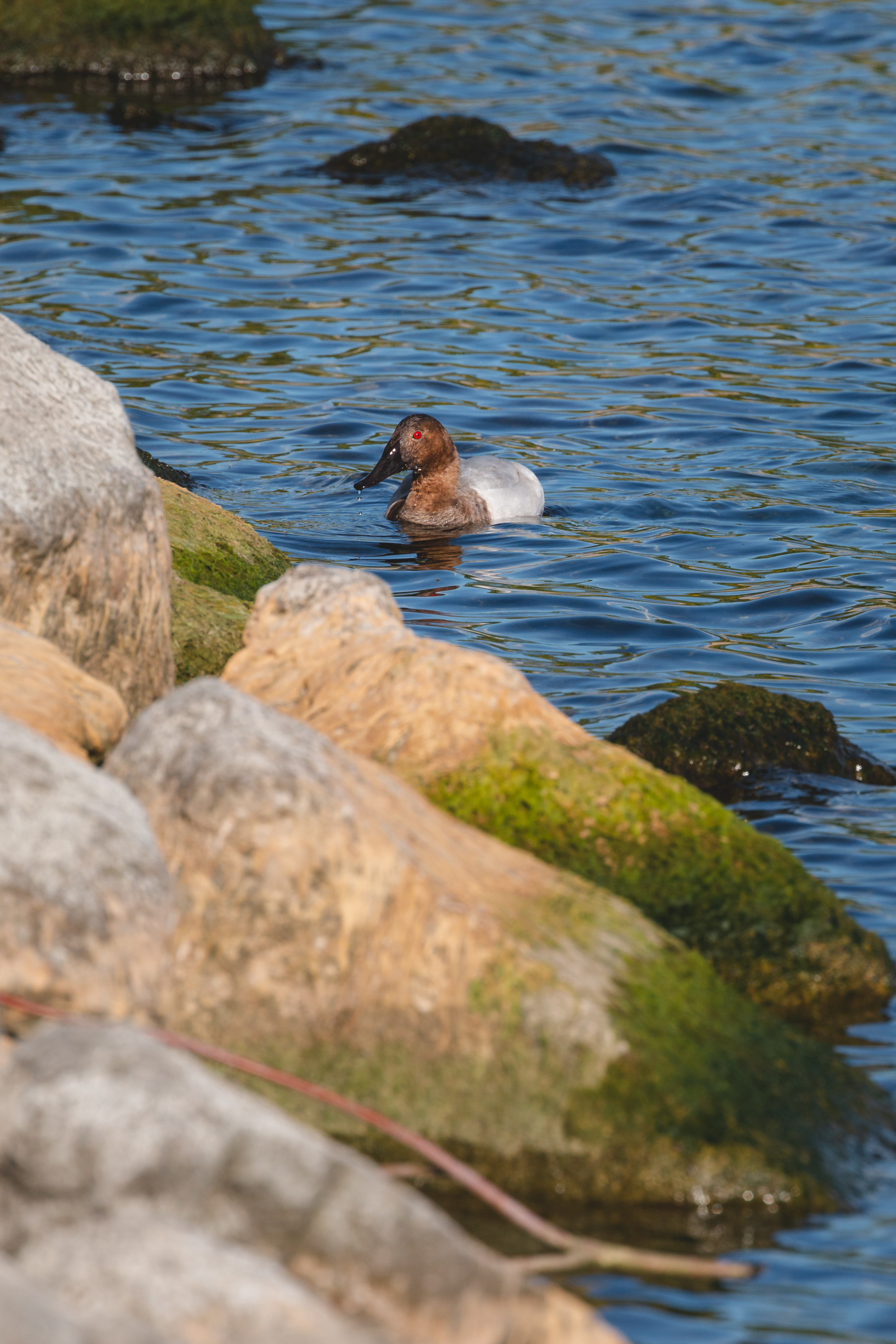 canvas-back-2020-08-30- MG 2101-97