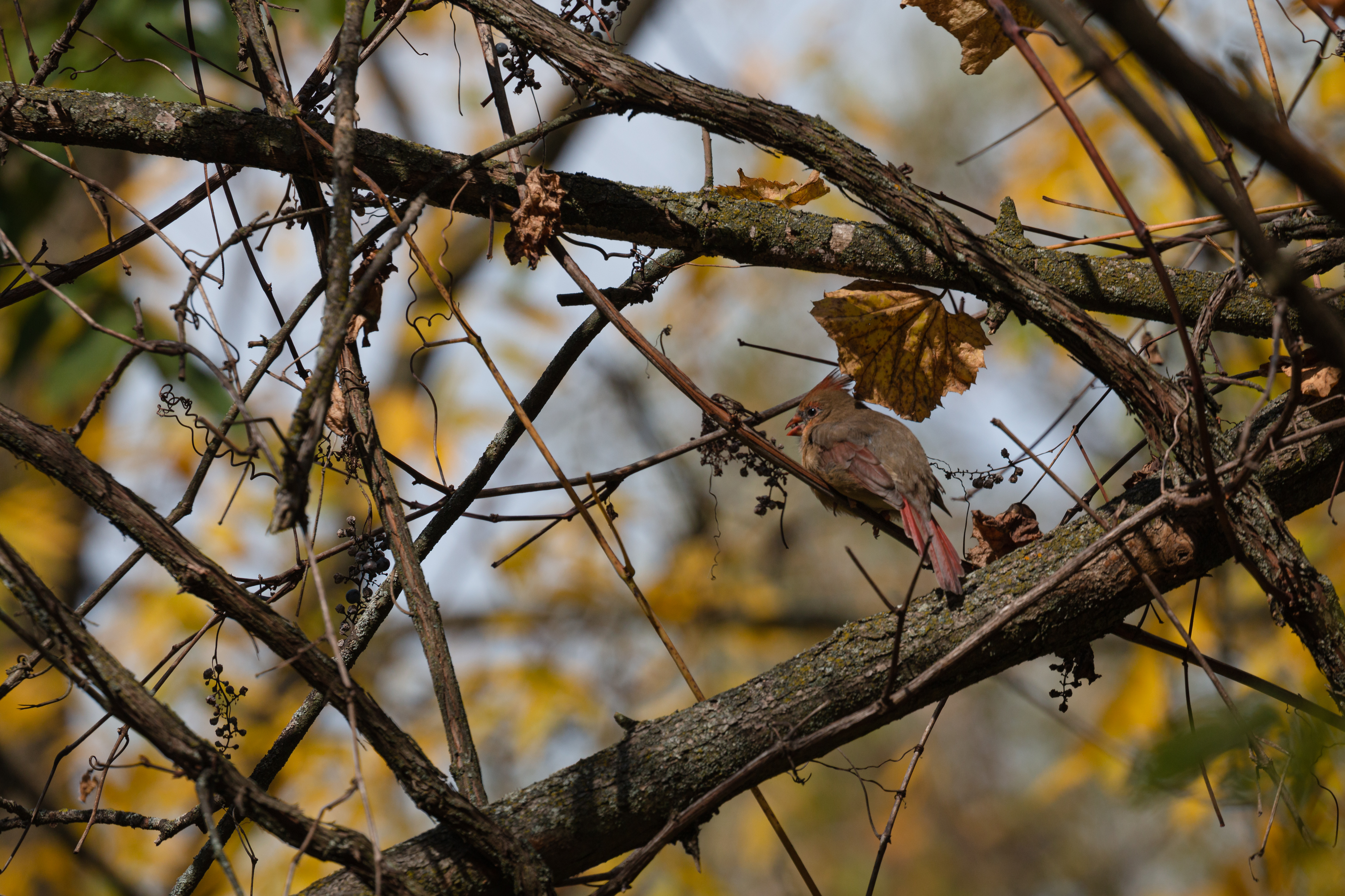 Northern-Cardinal-2-2020-10-17- MG 3494-19
