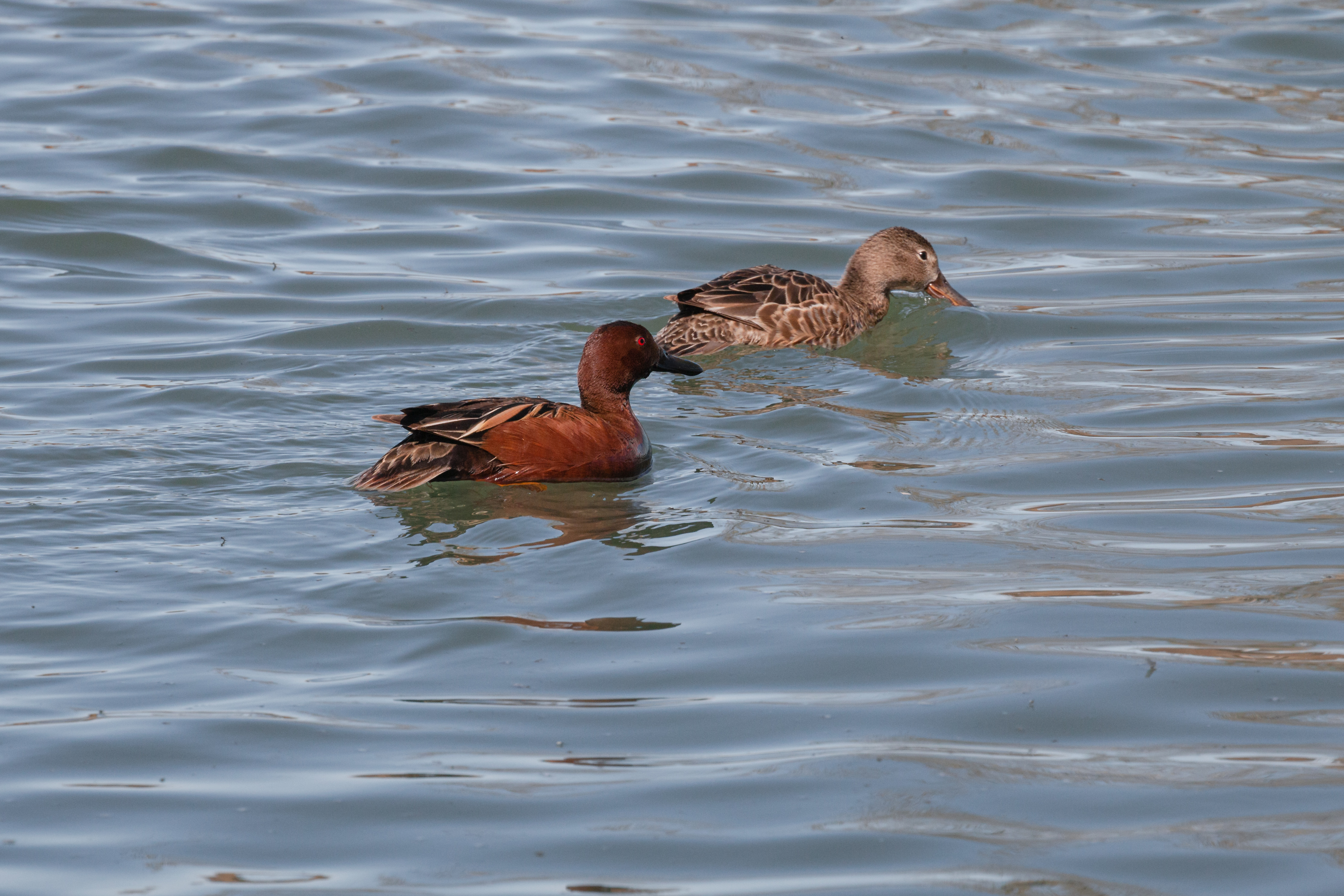 cinamon-teal-2022-04-23- MG 2759-6