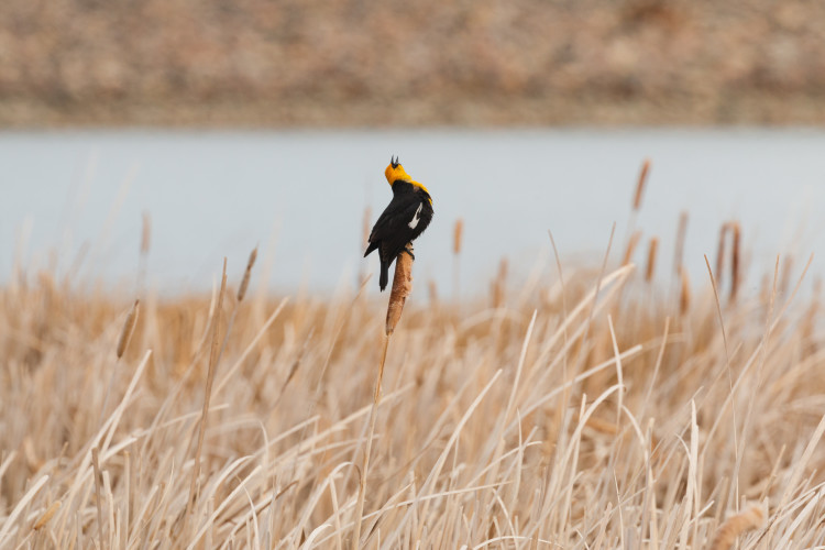 yellow-headed-blackbird-2-2022-05-07