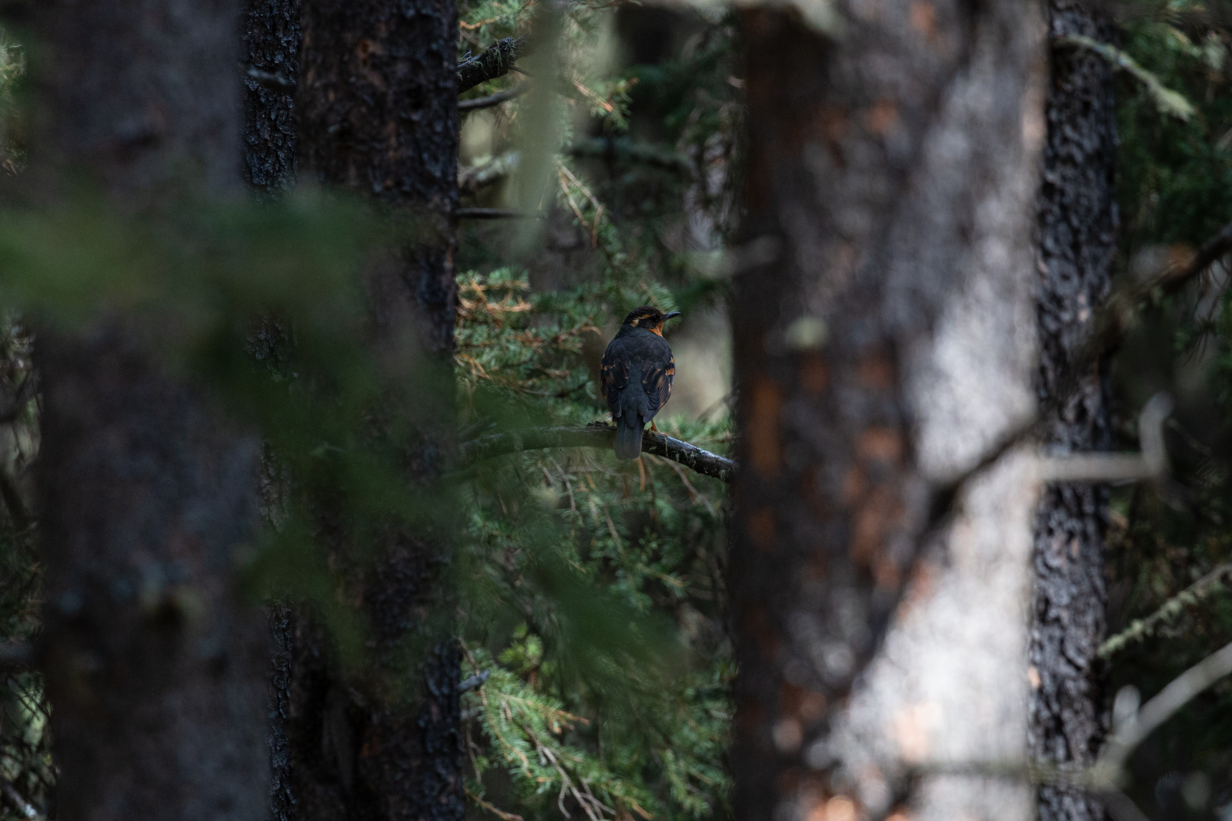 varied-thrush-2022-04-30- MG 2862-16