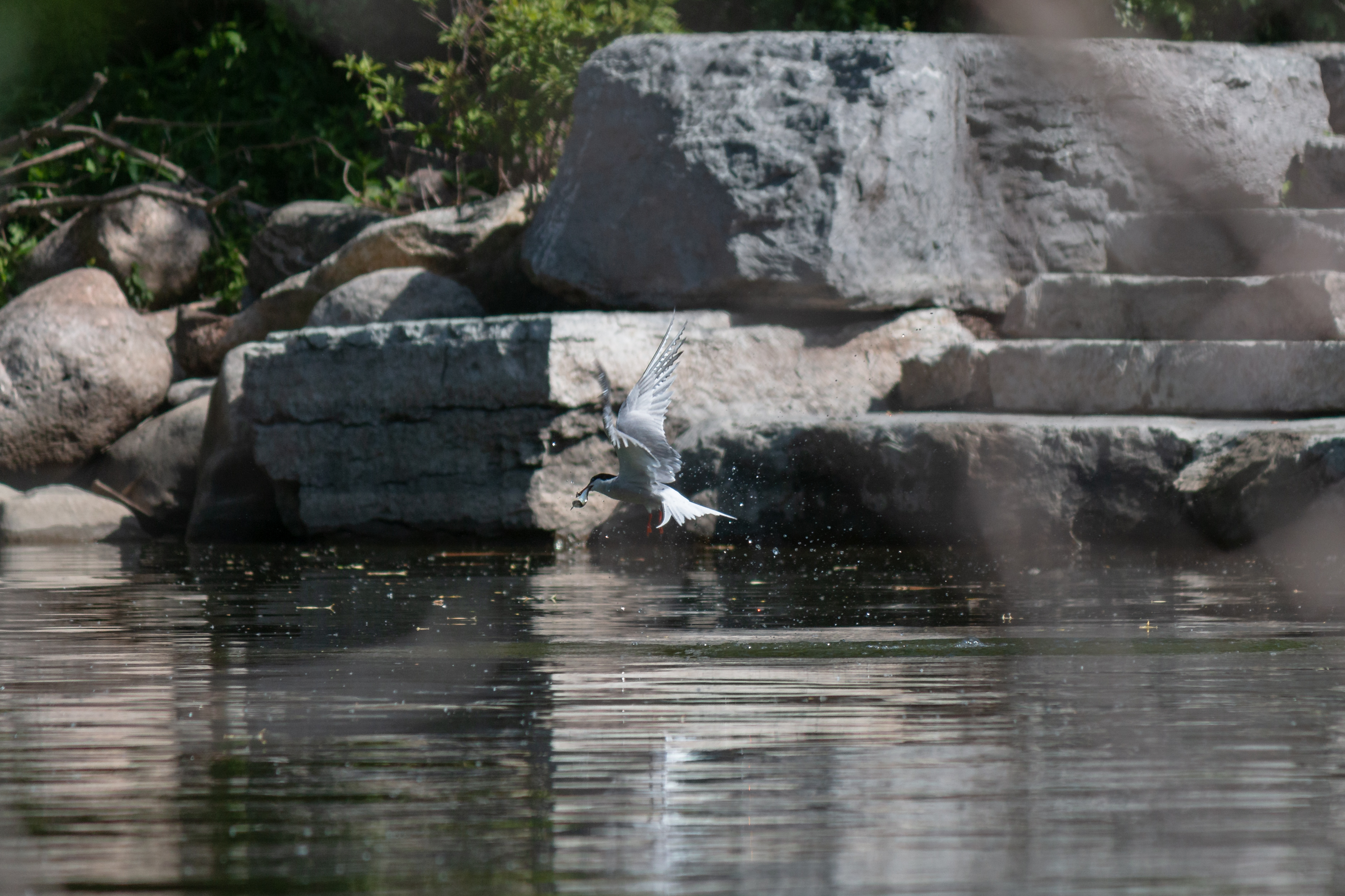 common-tern-2020-06-13- MG 3922-139