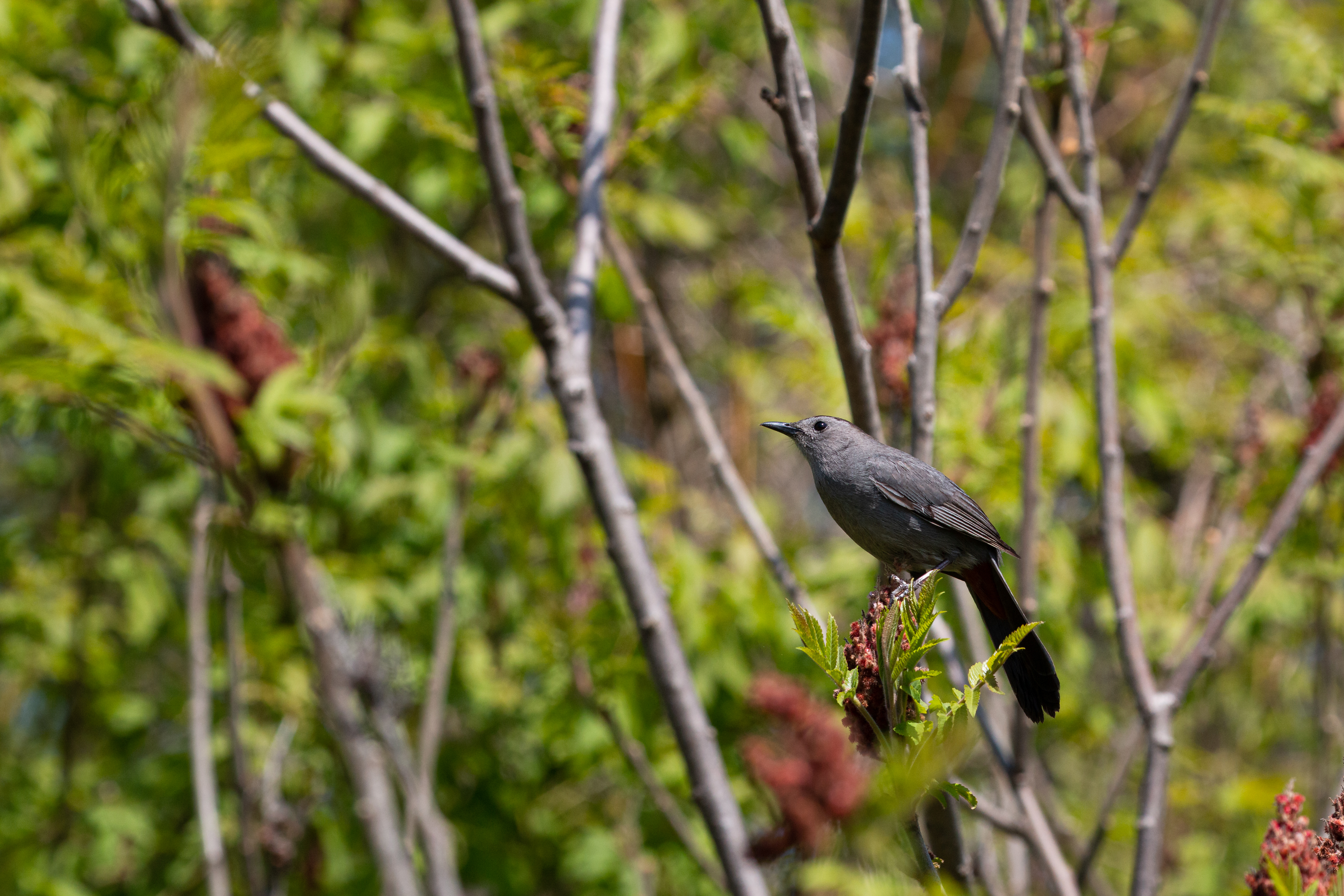 catbird-2021-05-16- MG 6053-40