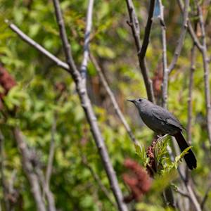 catbird-2021-05-16- MG 6053-40