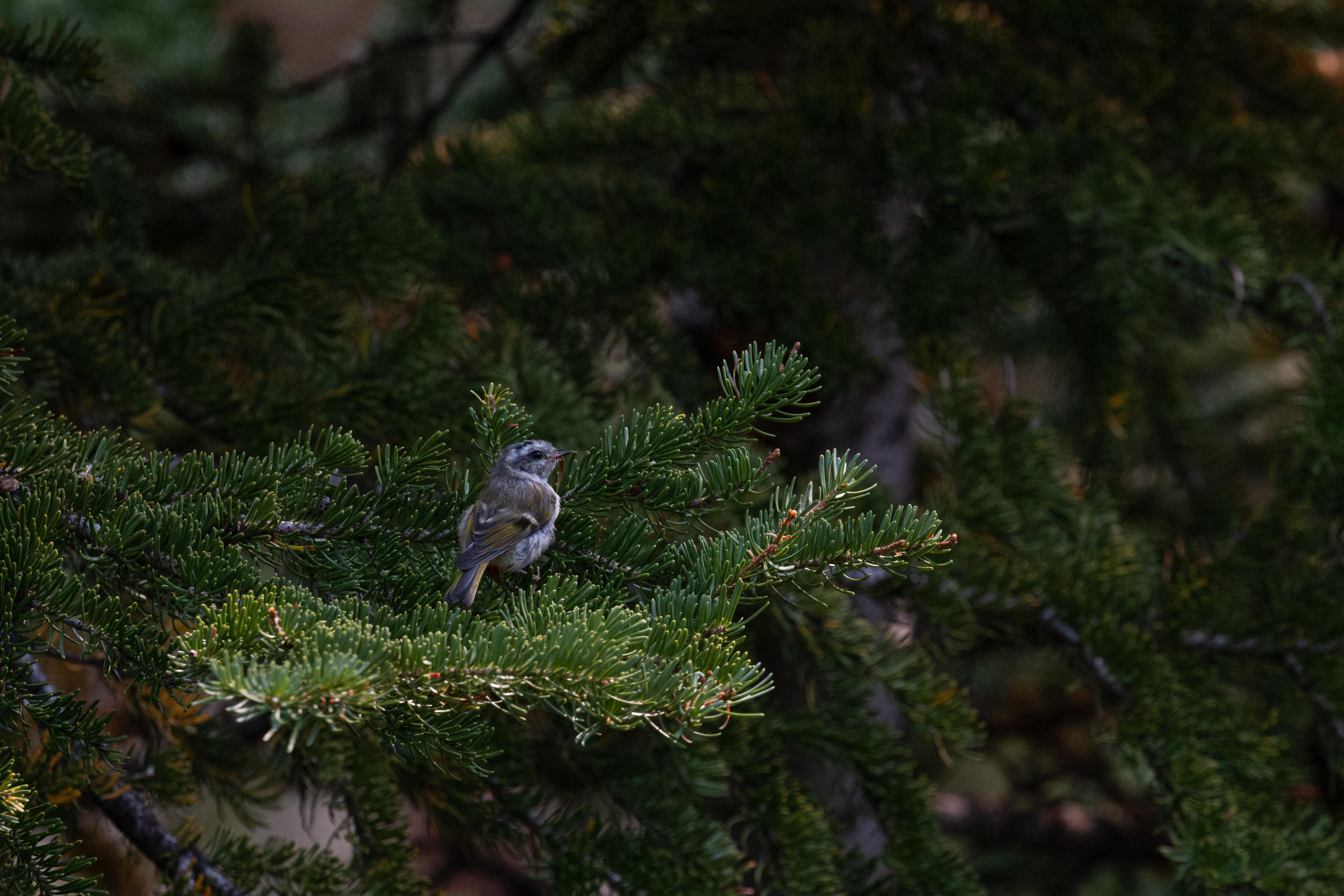 kinglet-2022-09-11- MG 6311-36