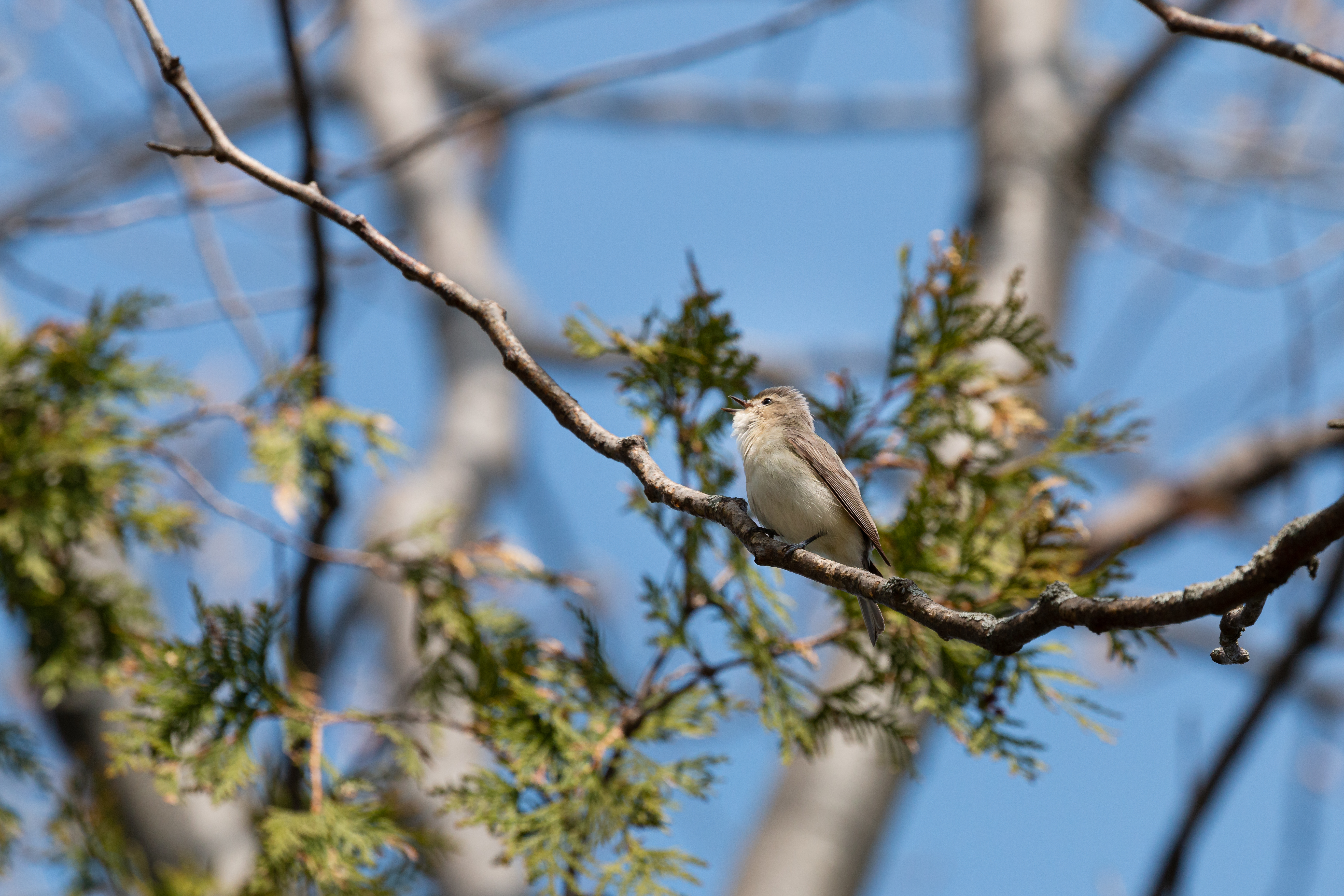 vireo 2021-05-15- MG 5892-38