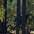 The Best Material for a Driveway Gate in the Sacramento Climate